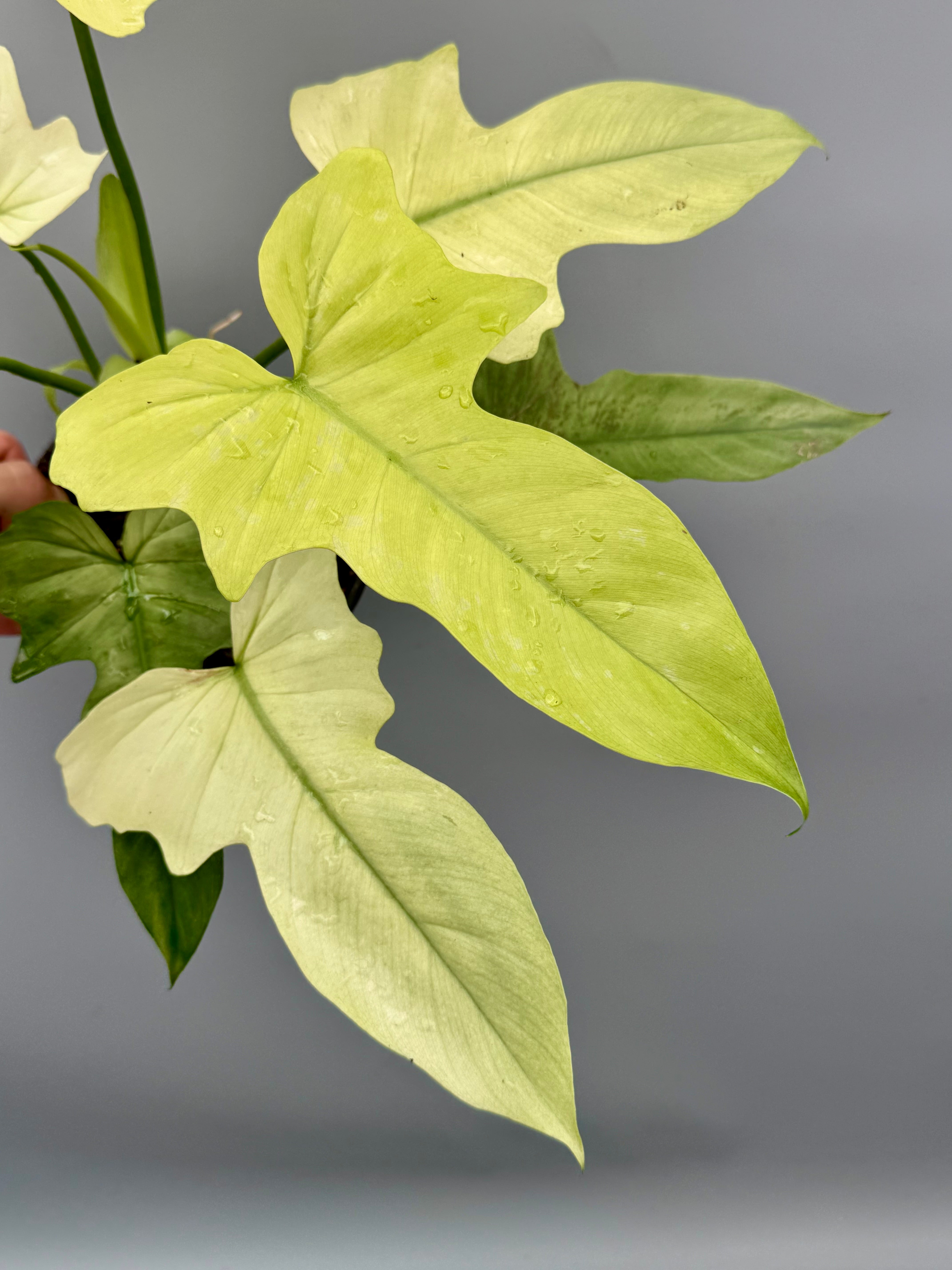 Philodendron Golden Dragon variegated ‘Ocean Mint’
