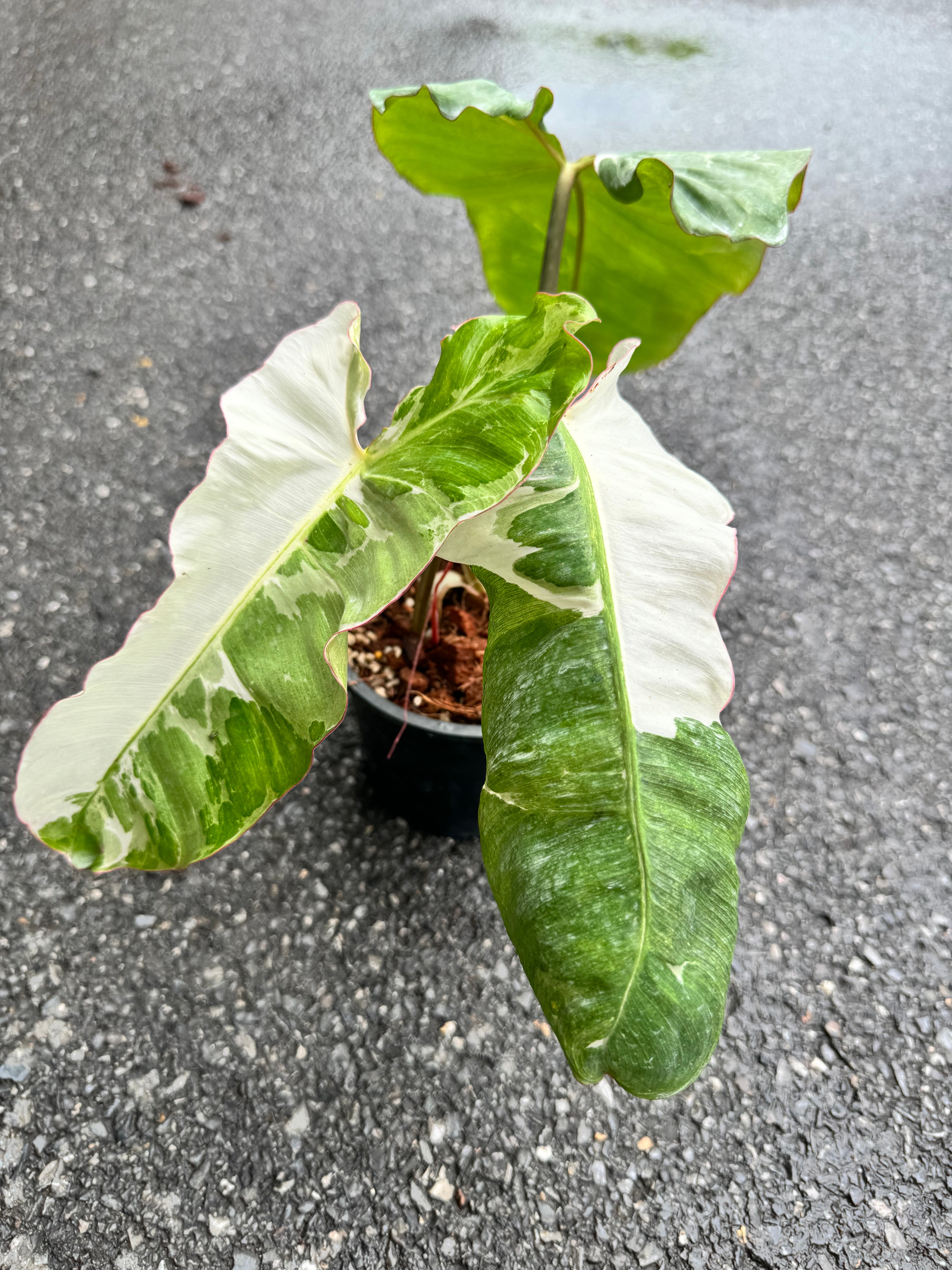 Philodendron Paraiso Verde Variegata Albo (Nr 1)