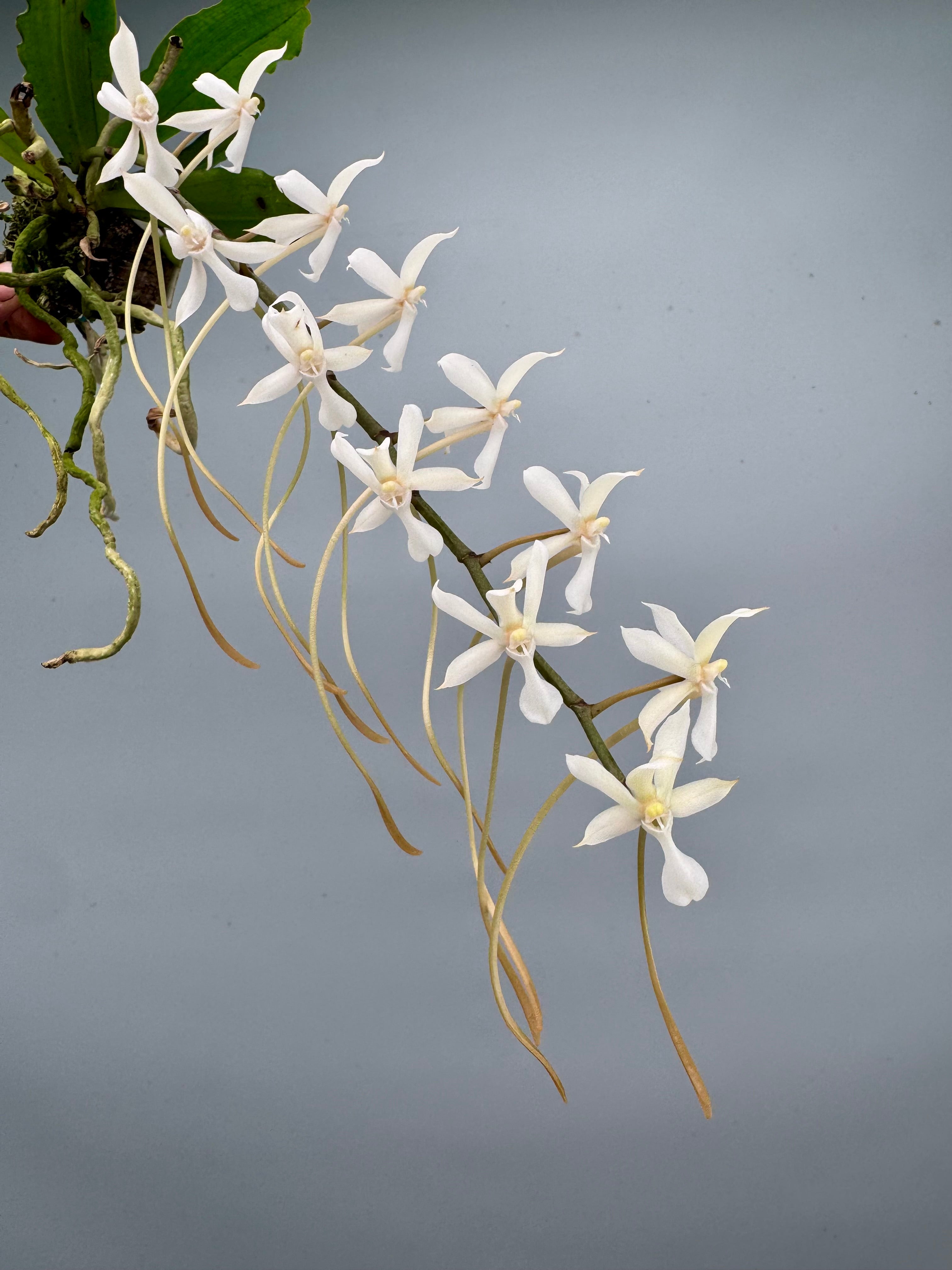 Aerangis kotschyana x decaryana