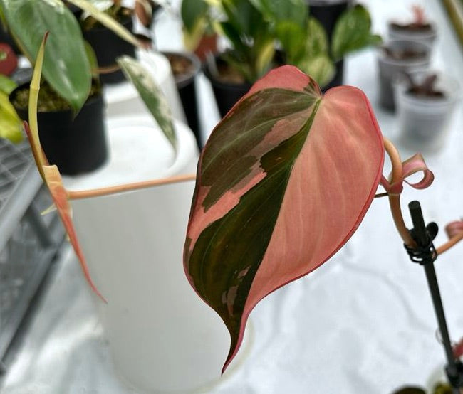 philodendron micans variegata Philodendron micans pink variegated (1 Leaf Cutting)