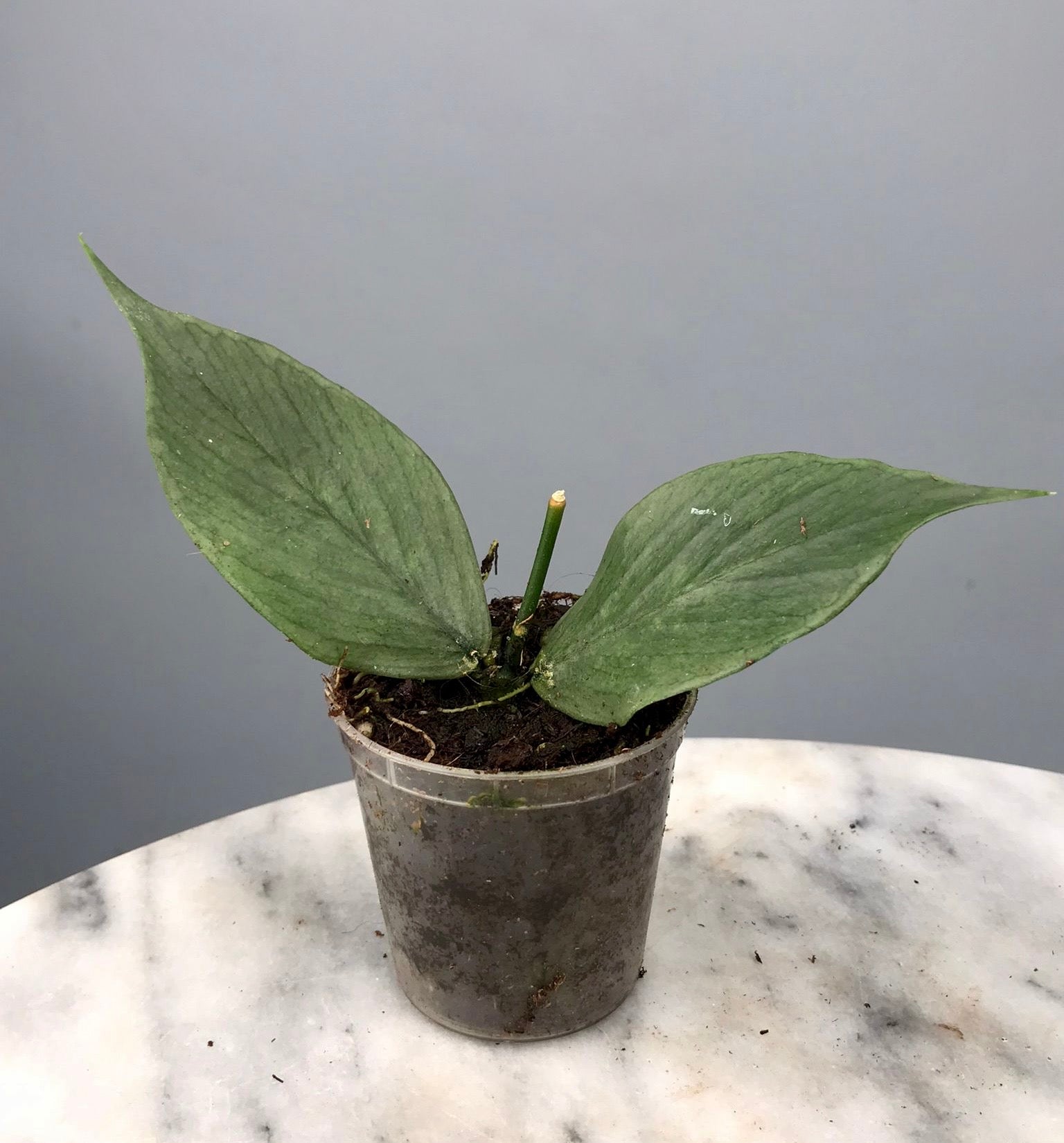 Hoya Polyneura ‘FULL SILVER’ (Fish-Tail Hoya)