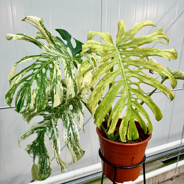 Buy Monstera Borsigiana Mint Big Mature W… | Thailand Export