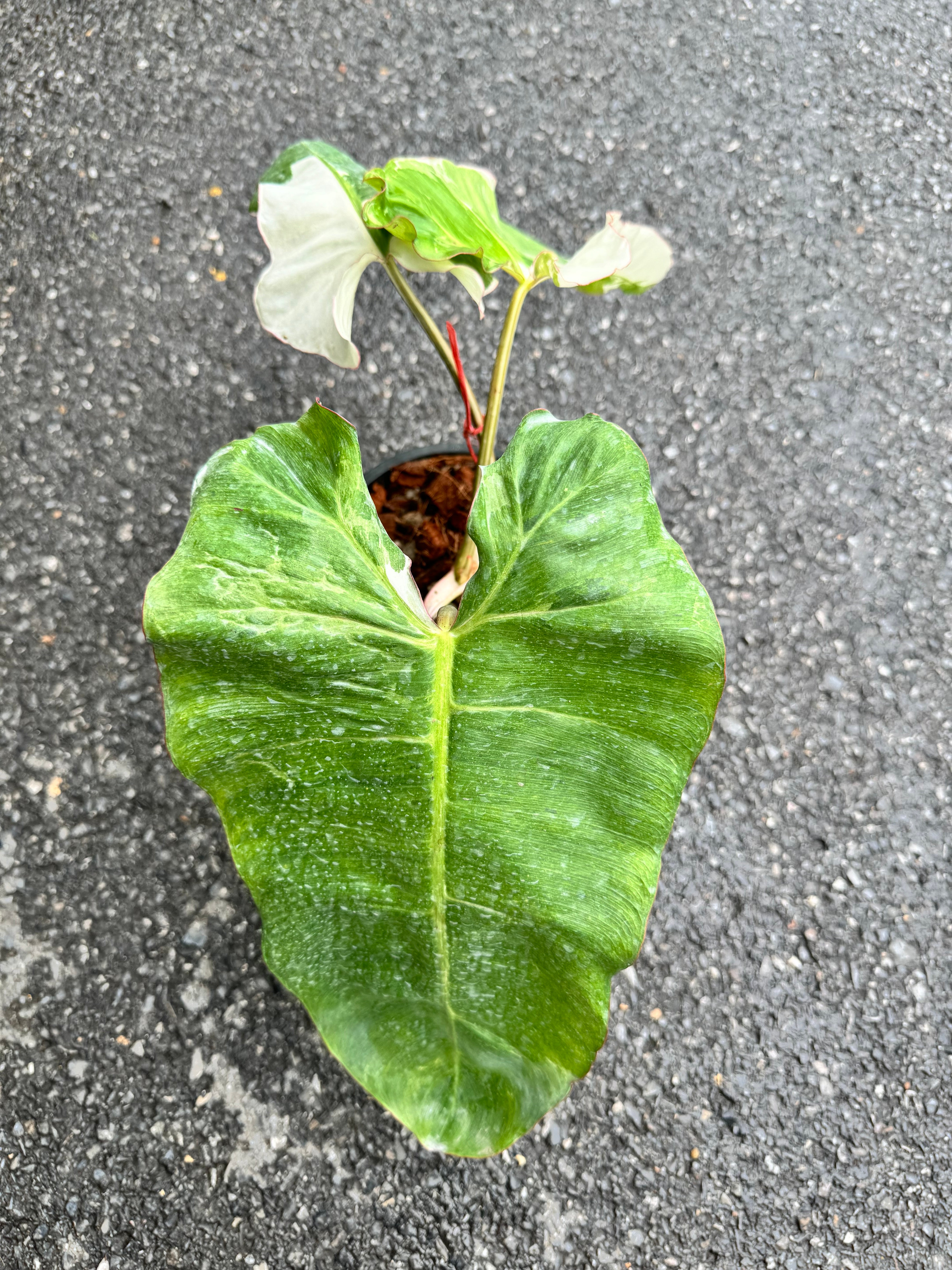 Philodendron Paraiso Verde Variegata Albo