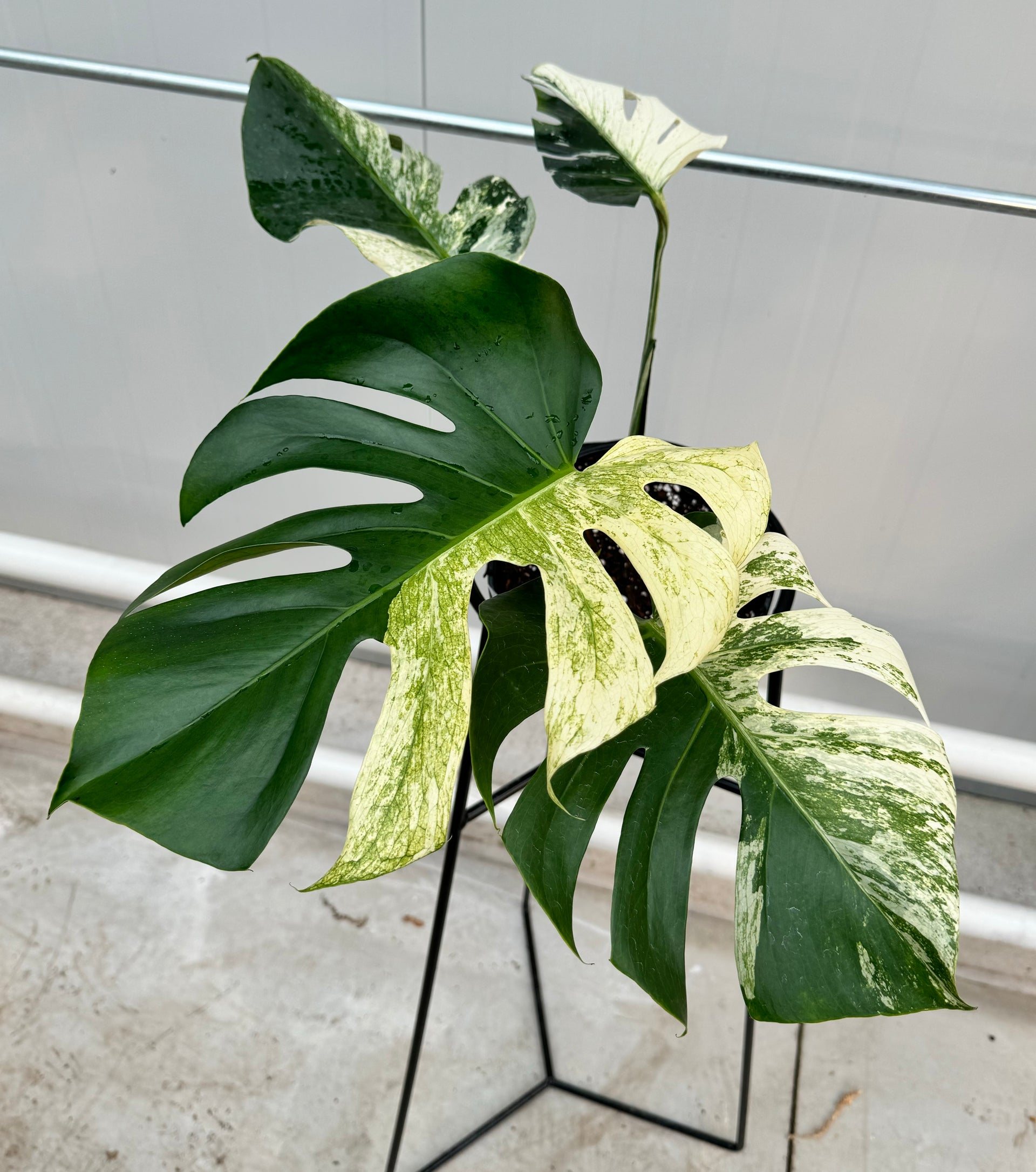 希少】モンステラ ミント（超希少】Monstera Borsigiana full Mint 