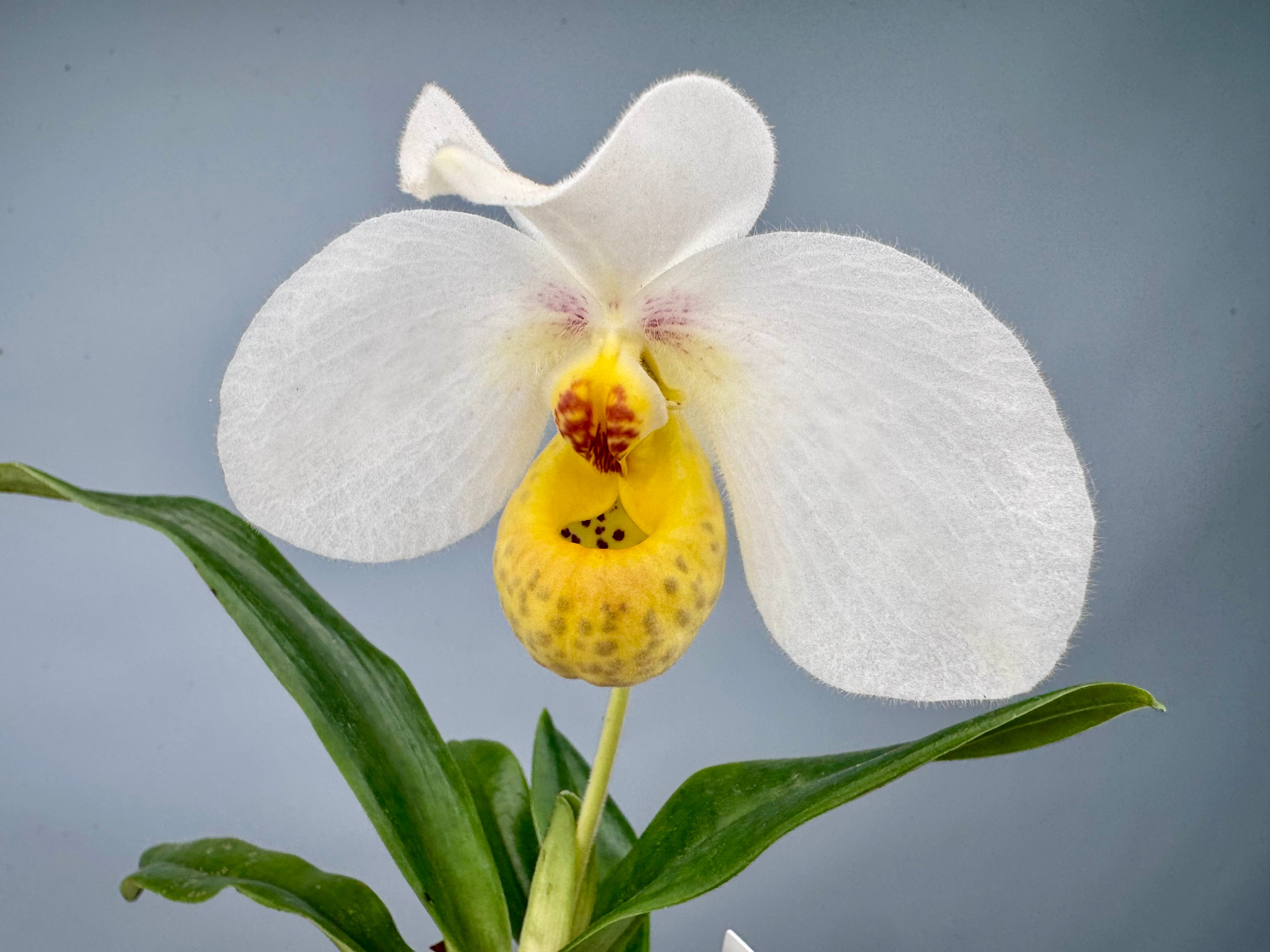 Paphiopedilum emersonii ("Select one from 2nd generation")