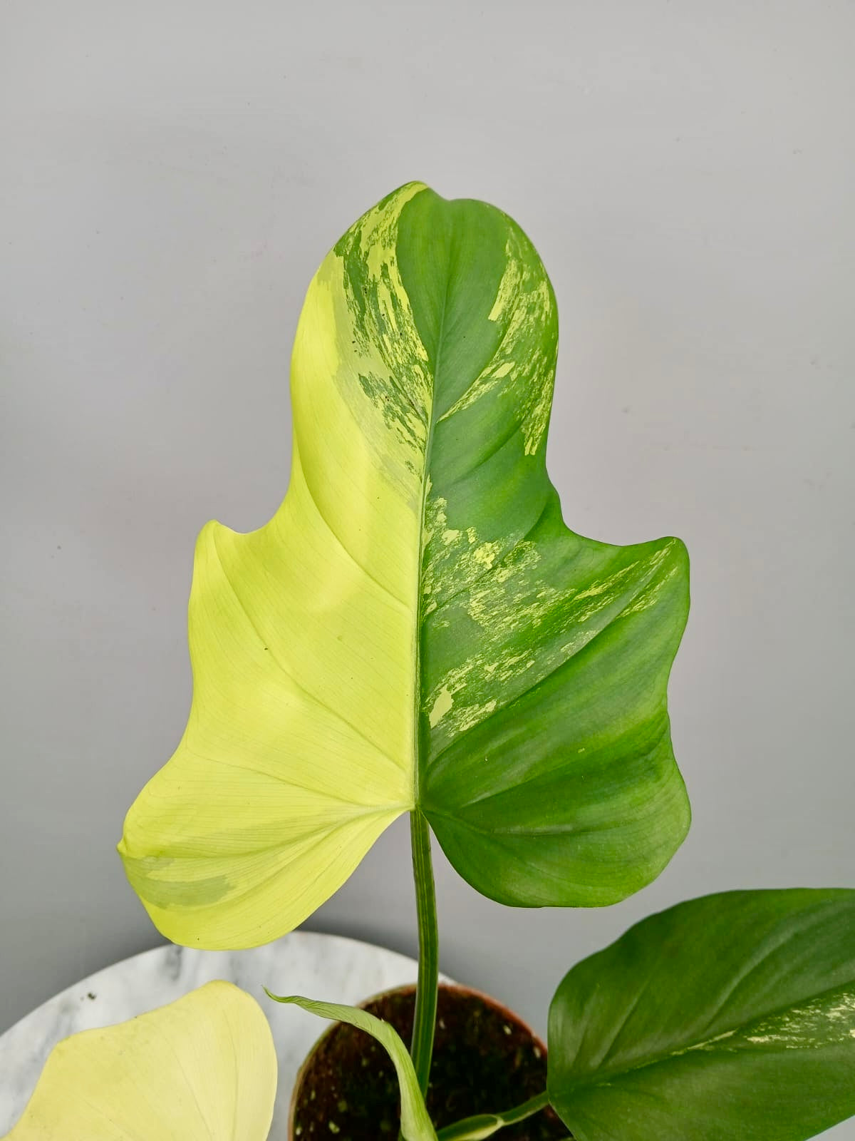Philodendron bipennifolium Violin Variegated
