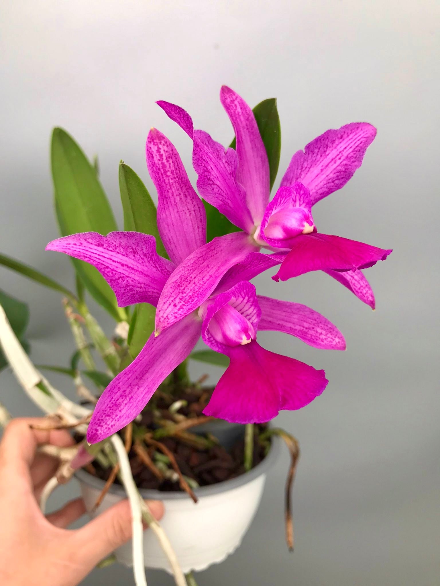 Cattleya Brabantiae "Banderantes" SM/JOGA x   C.walkeriana flamea "3 Lagoas"(Big Plant)