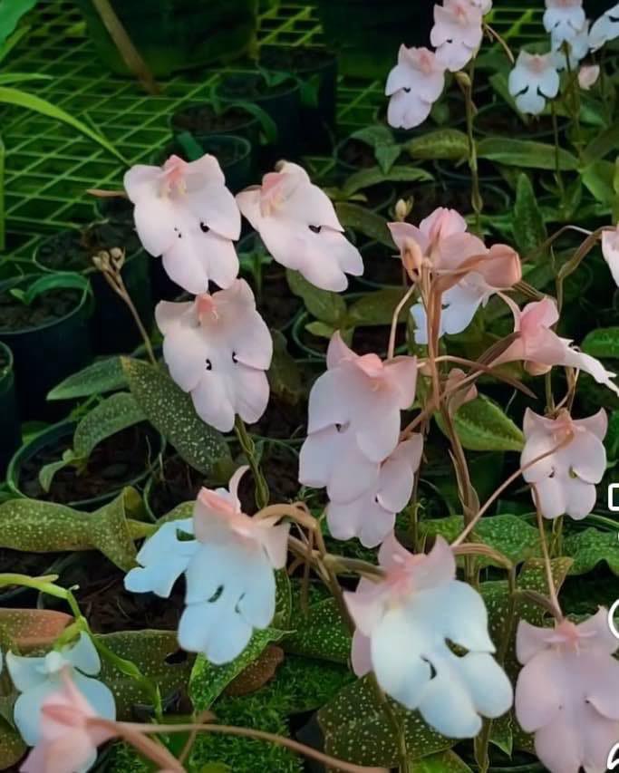 Habenaria carnea XXL (Knolletje)