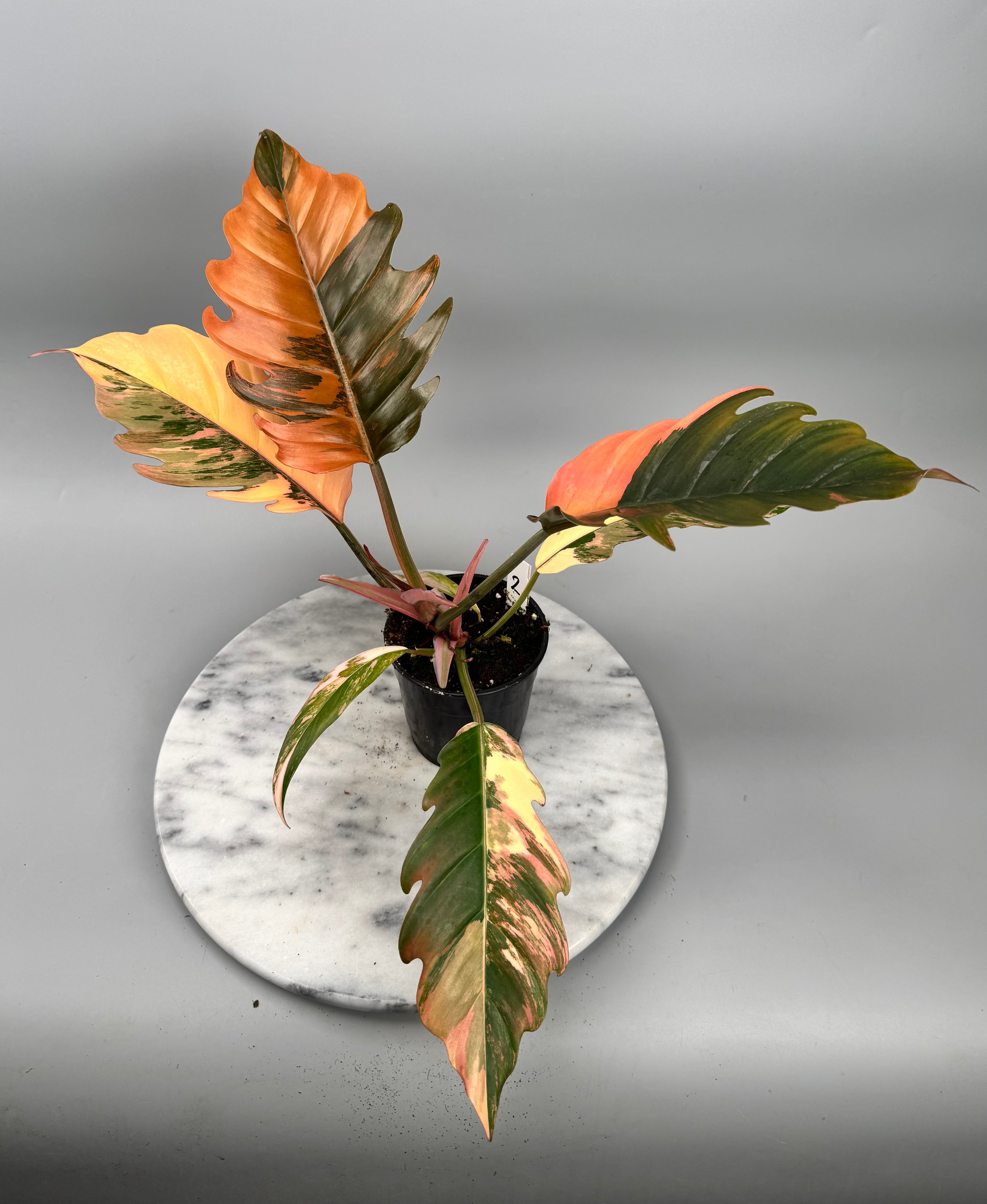 Philodendron Caramel Marble (Nr 2)