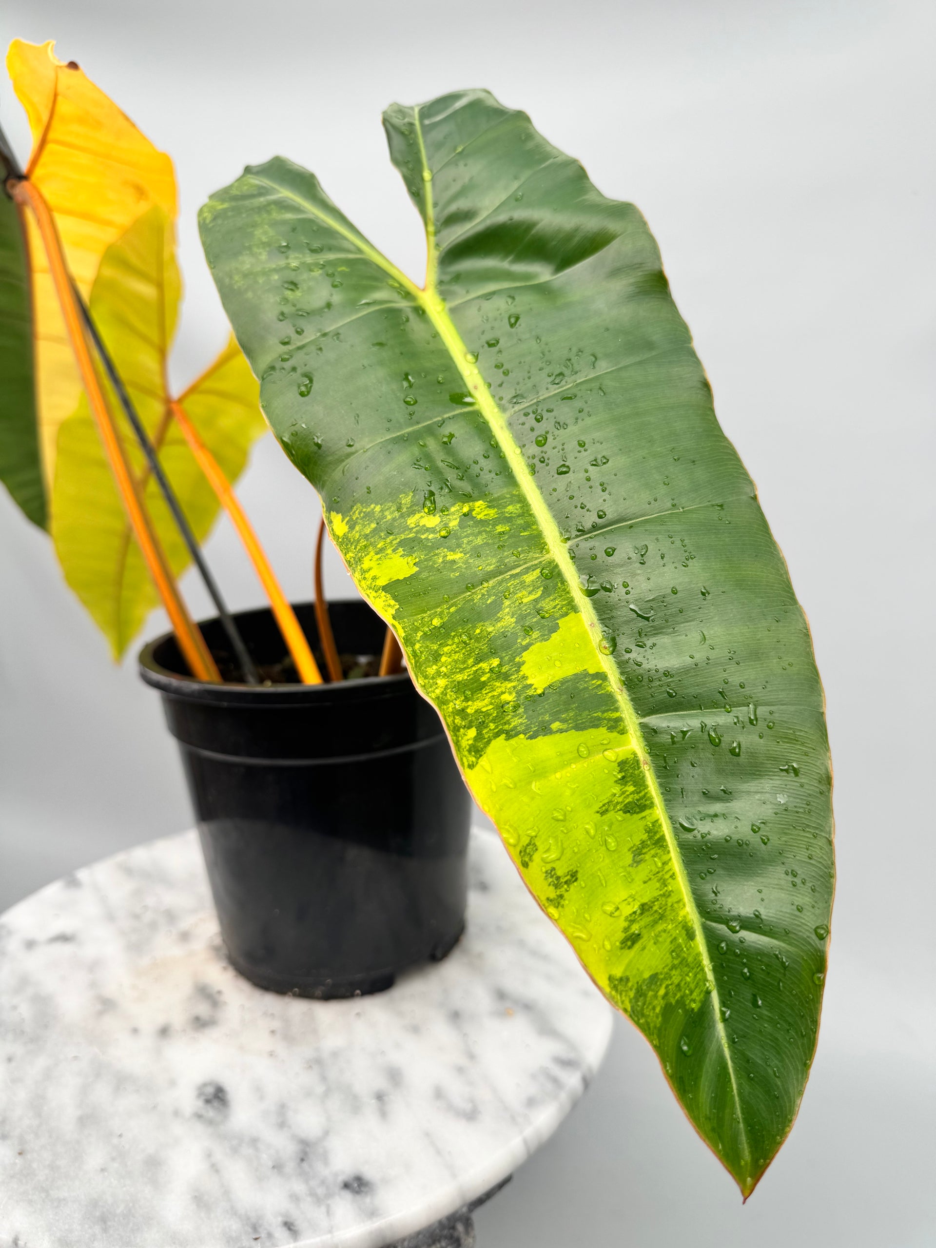 philodendron billietiae seeds Philodendron billietiae Variegata Nr 2 "Full Moon"