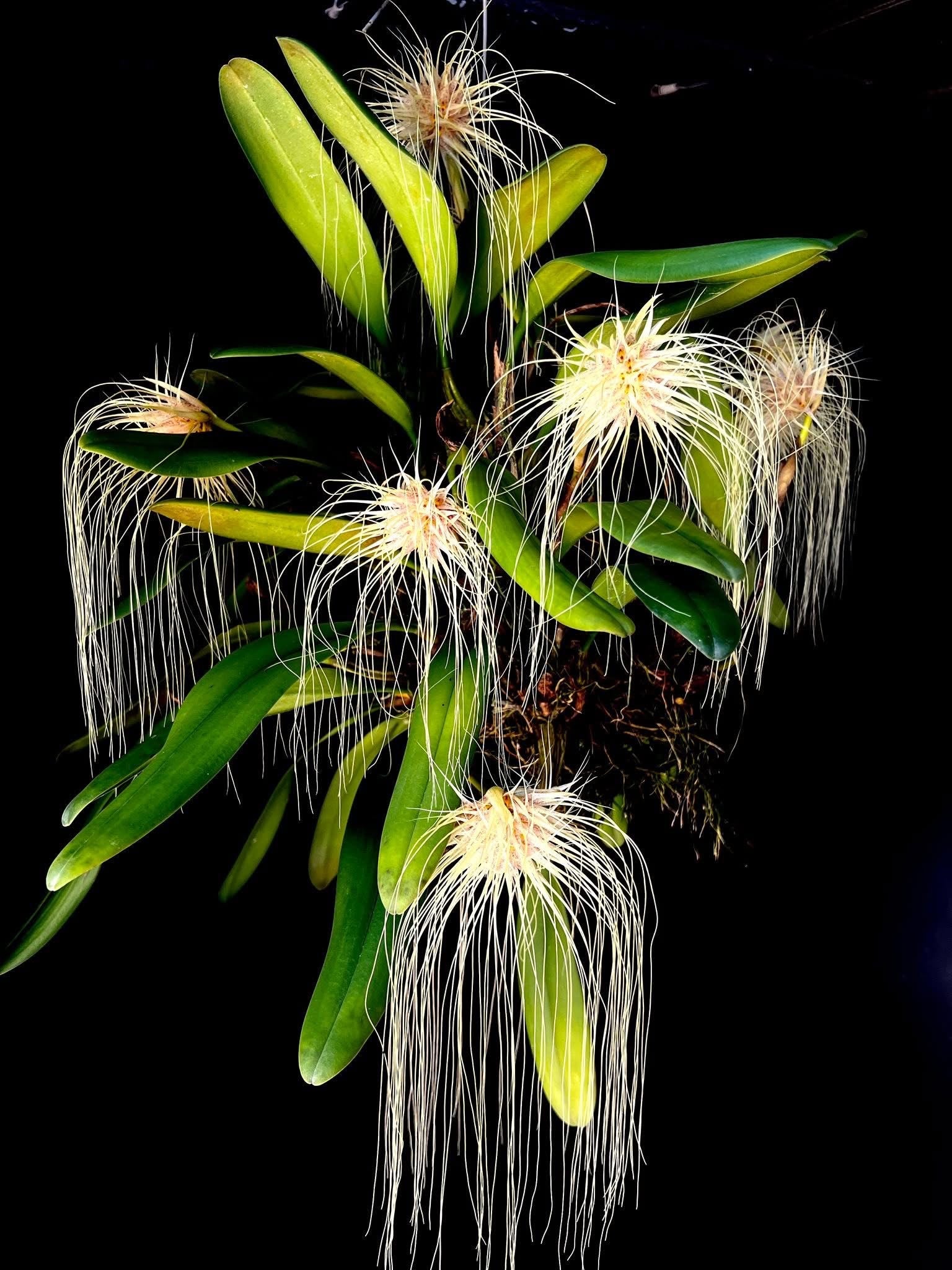 Bulbophyllum medusae