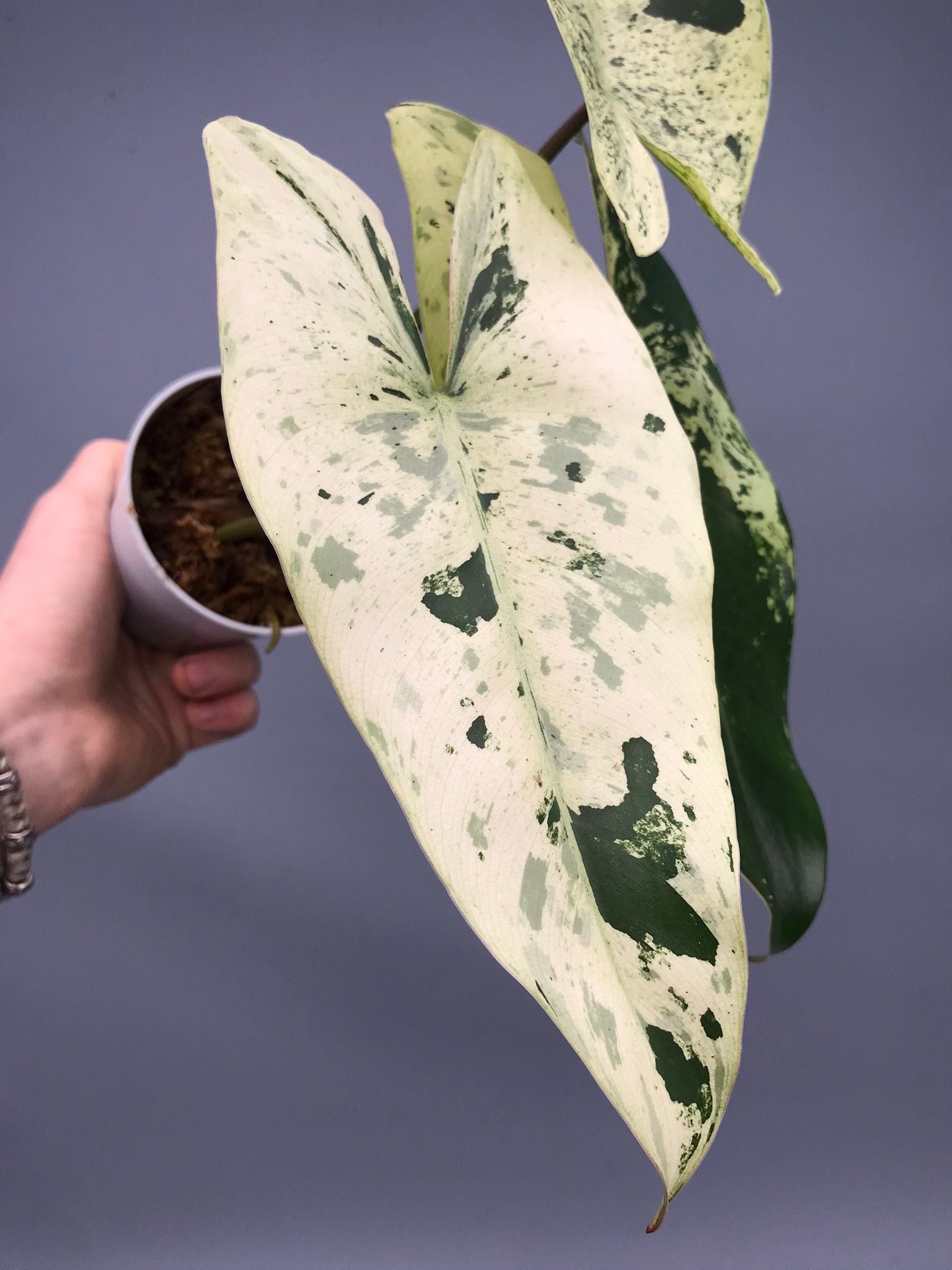 Philodendron ilsemanii  nr 1.2