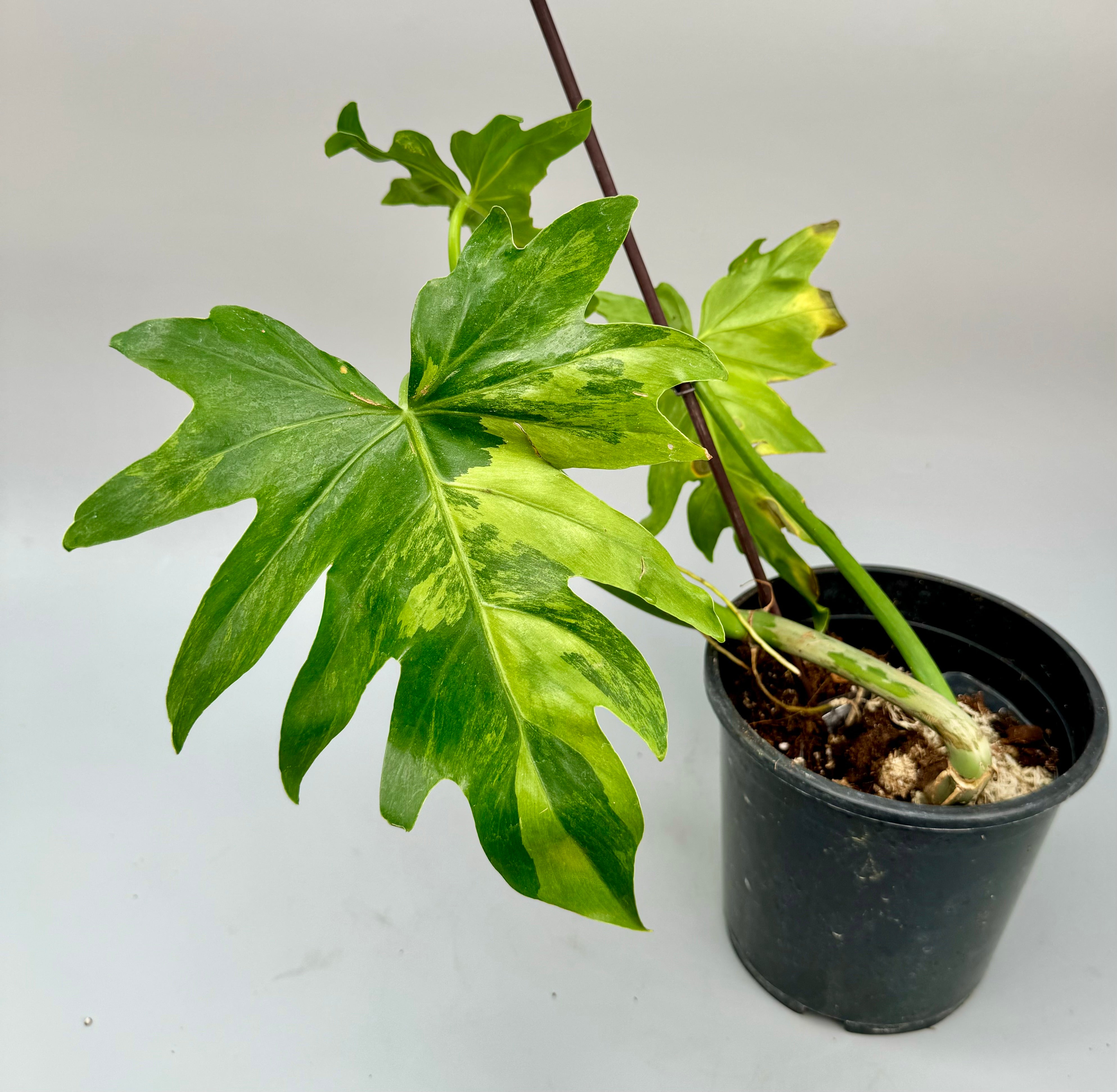Philodendron radiatum Variegated