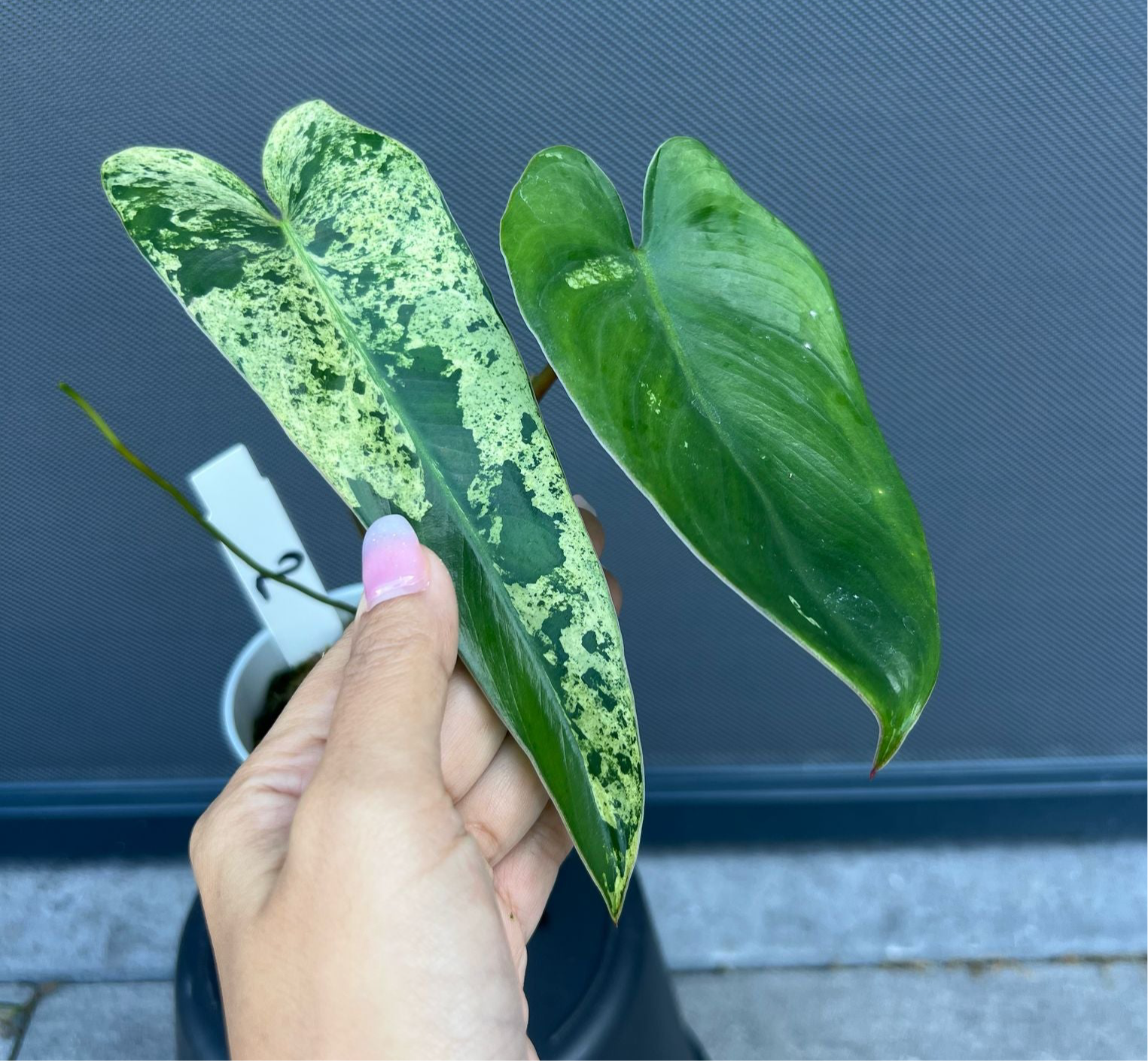 Philodendron ilsemanii  nr 2