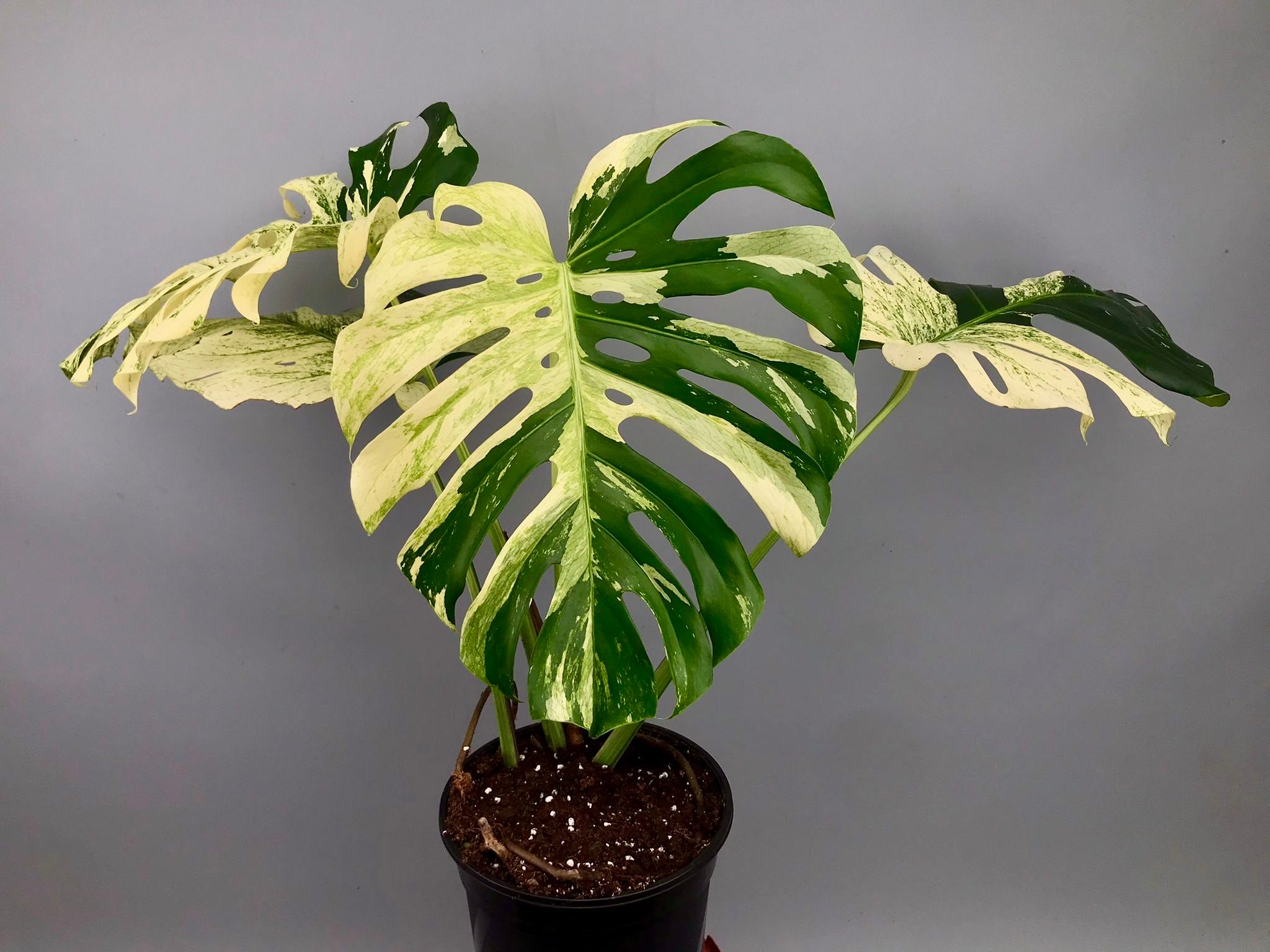 Monstera deliciosa borsigiana "Brazil Mint" (Almost Full Moon) nr 1