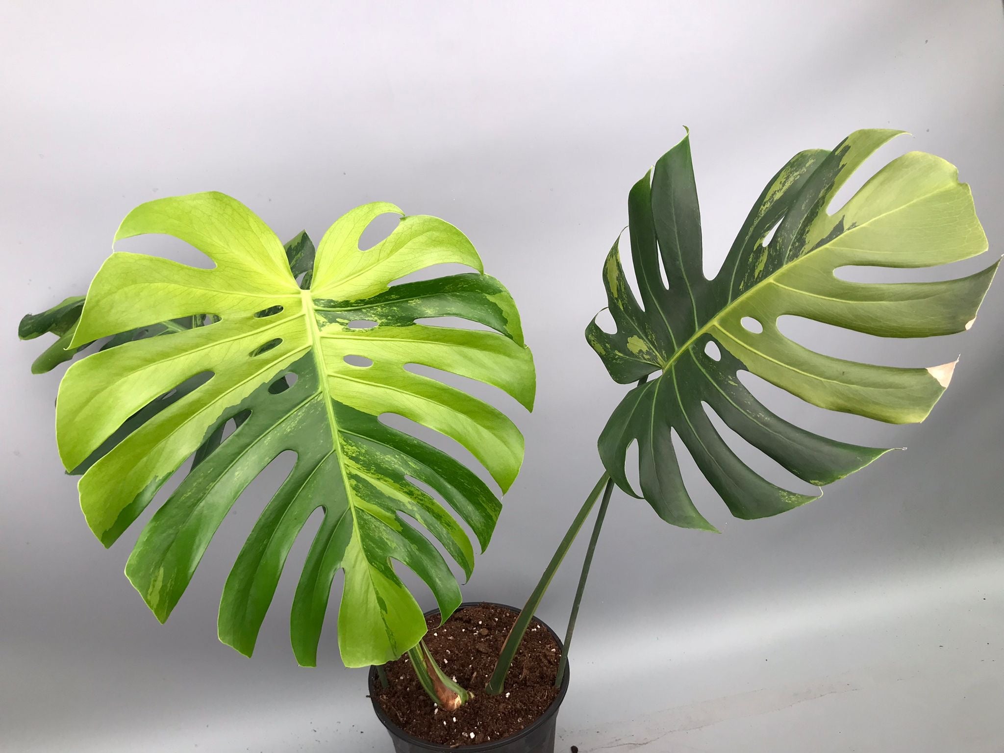 Monstera Ocean Mint XL nr 1