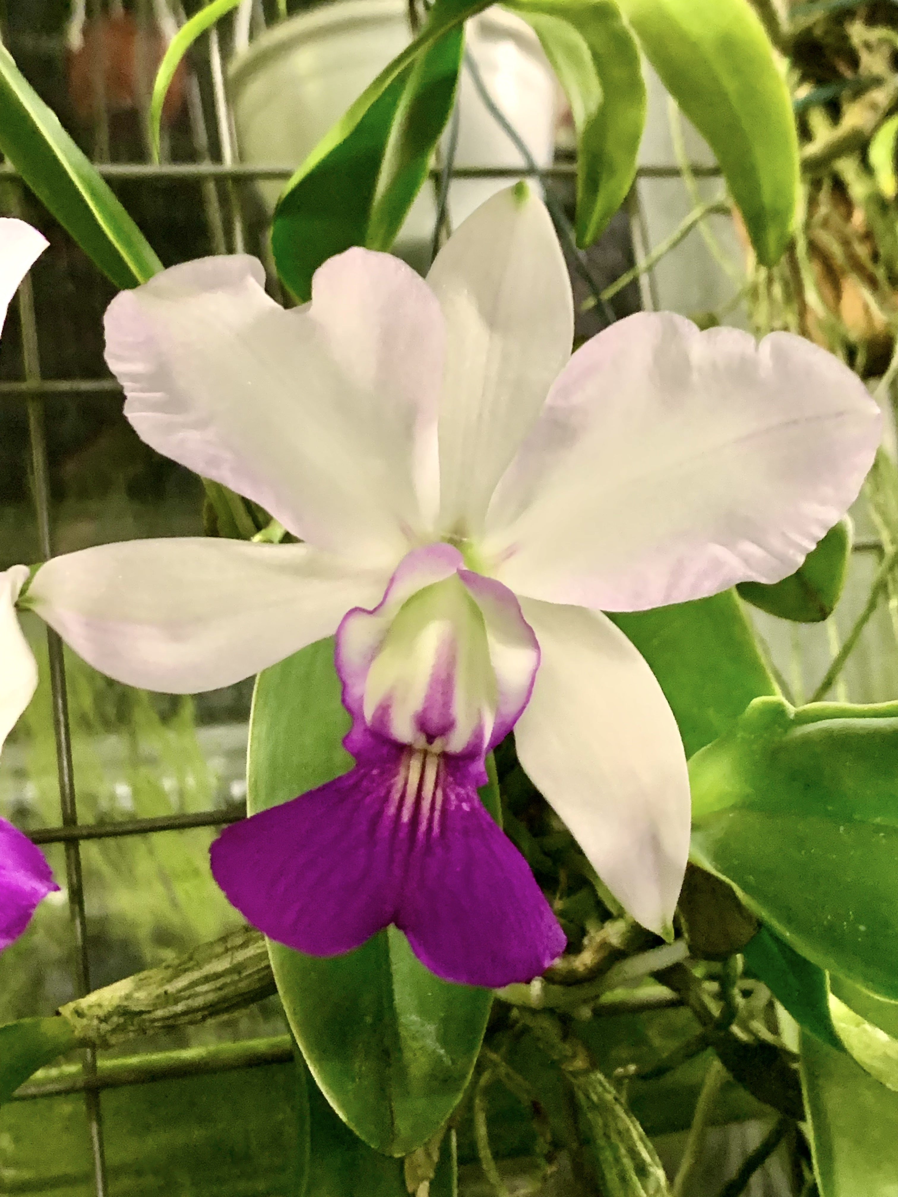 Cattleya walkeriana f. semi alba 'Tokyo No.1' AM/AOS