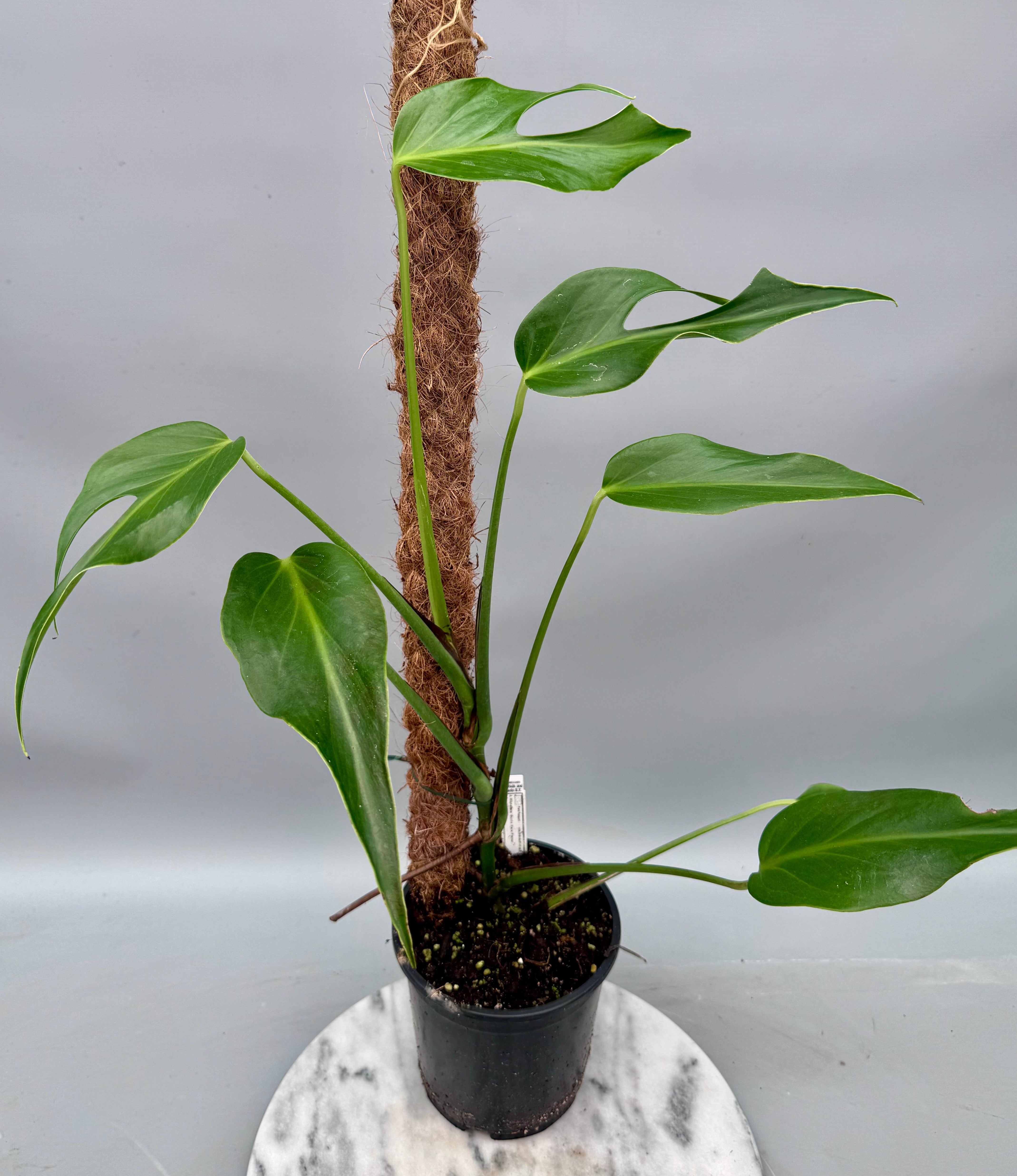 Monstera 'Burle Marx Flame' XL  (4-5 Big Leaves)