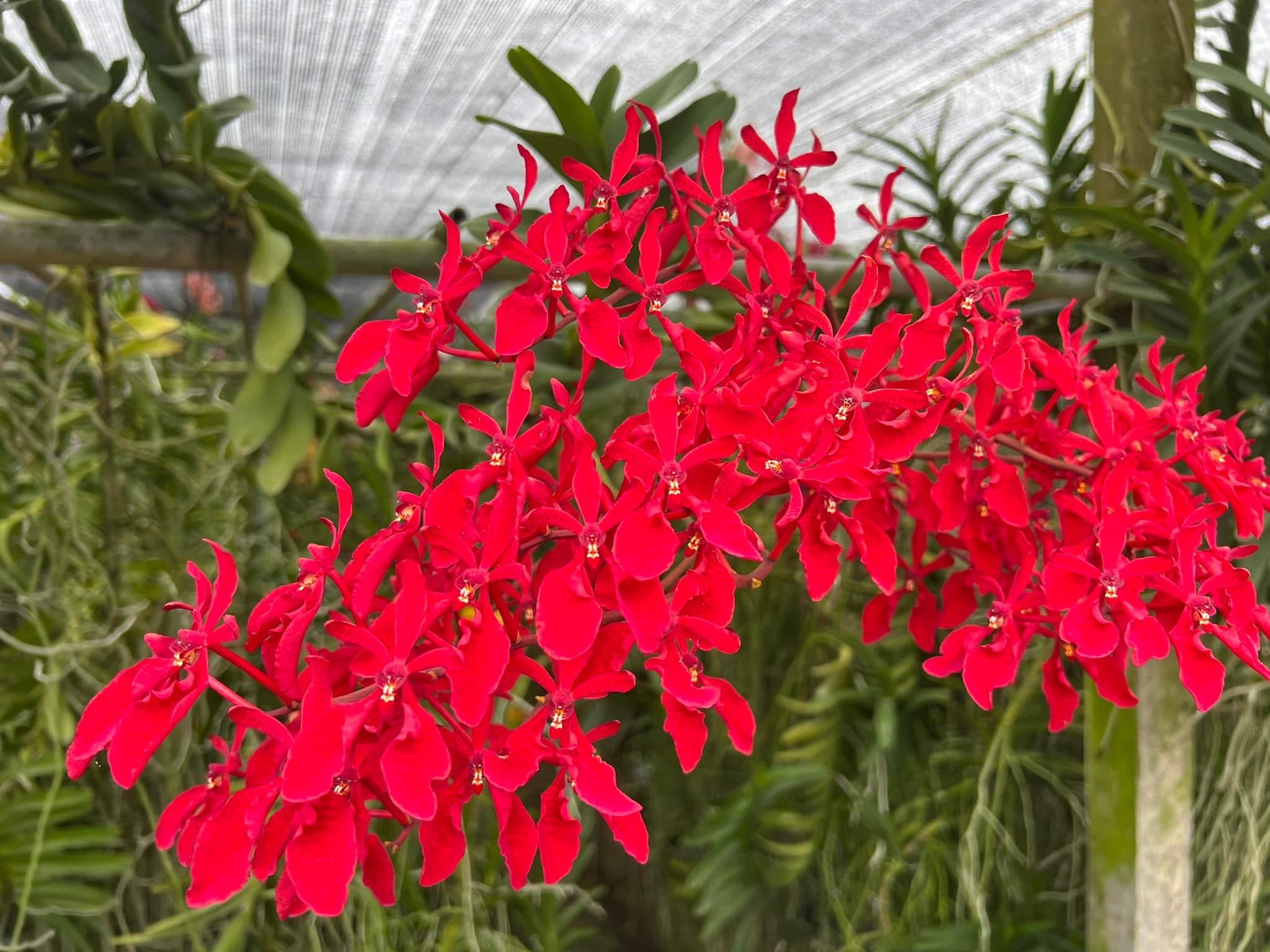 Renanthera philippinensis (Vorverkauf März/April 2025)