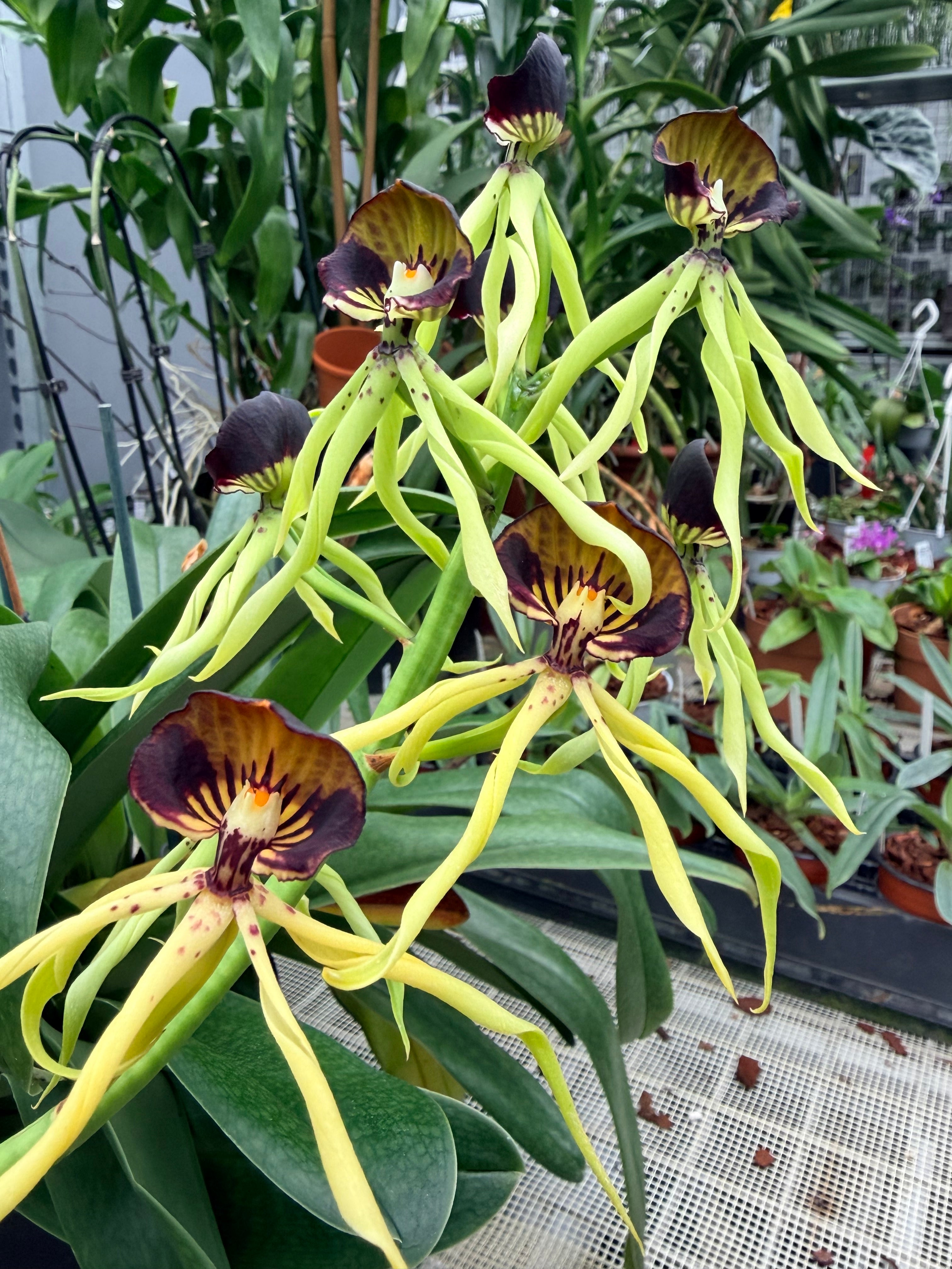 Encyclia cochleata