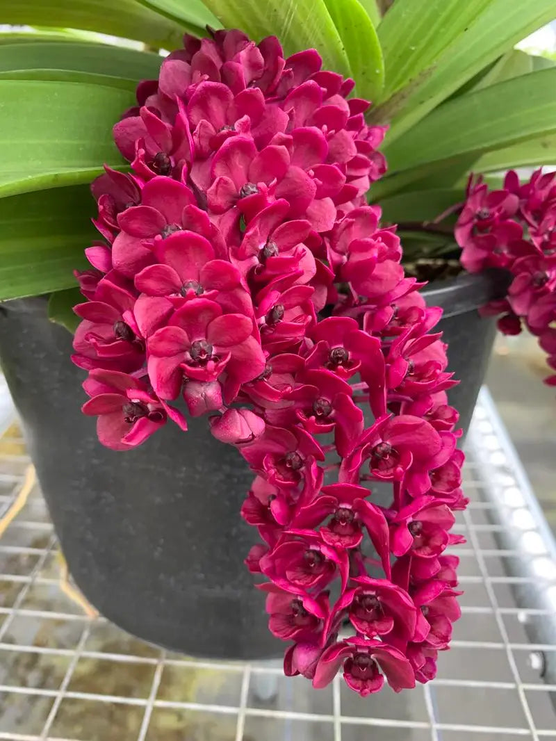 Rhynchostylis gigantea "Red"