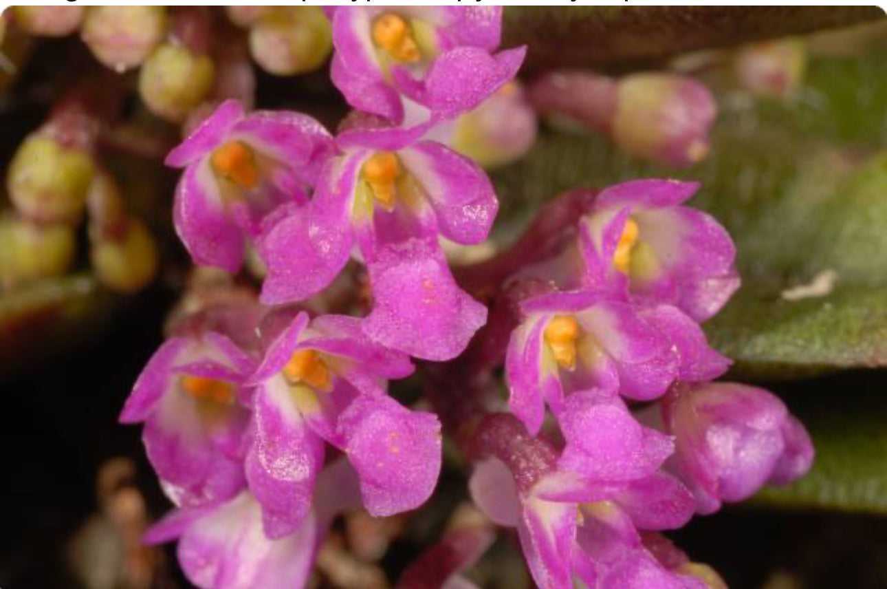 Schoenorchis seidenfadenii (Big Old Plant)