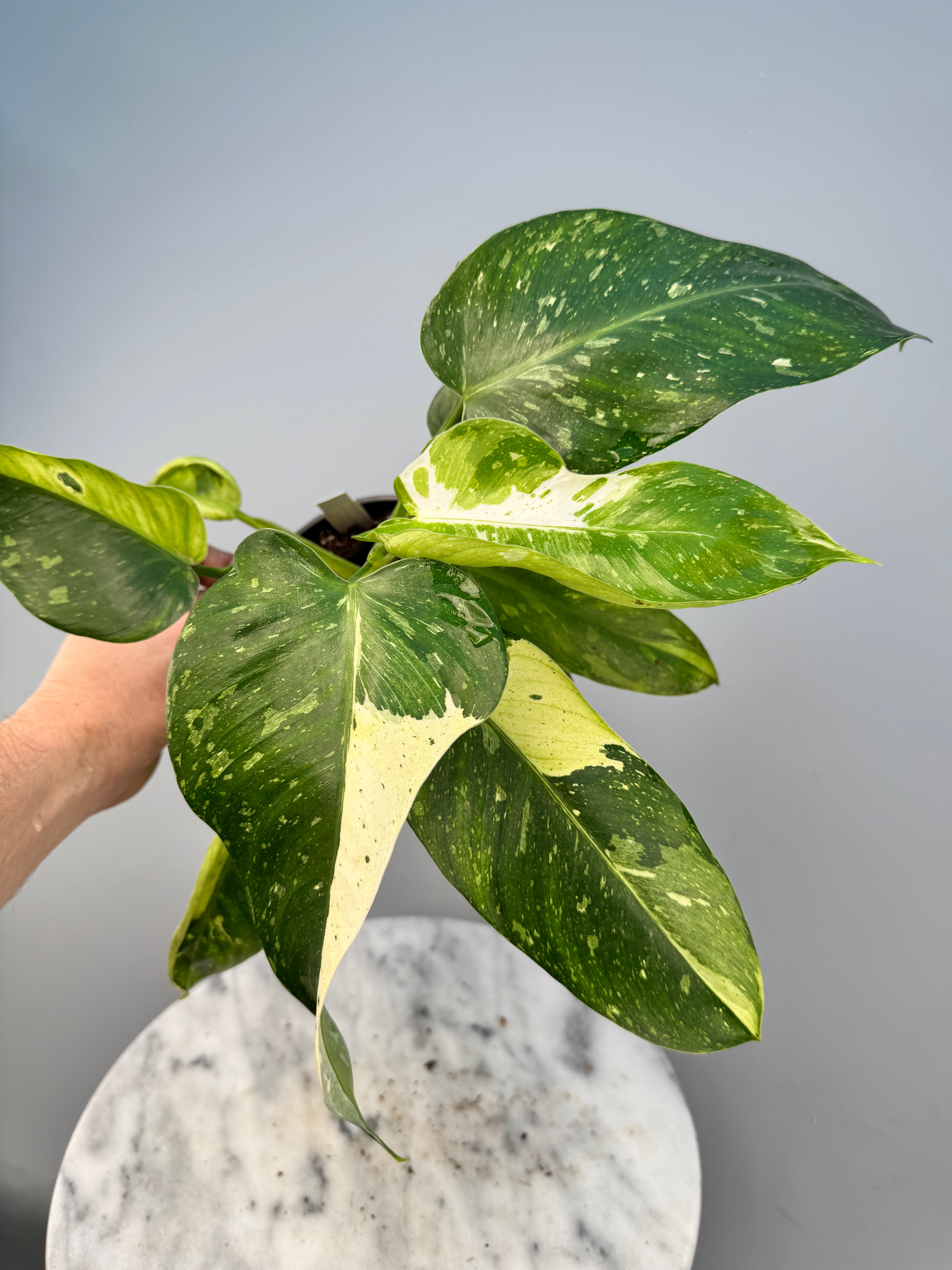 Philodendron Wend Imbe Variegated