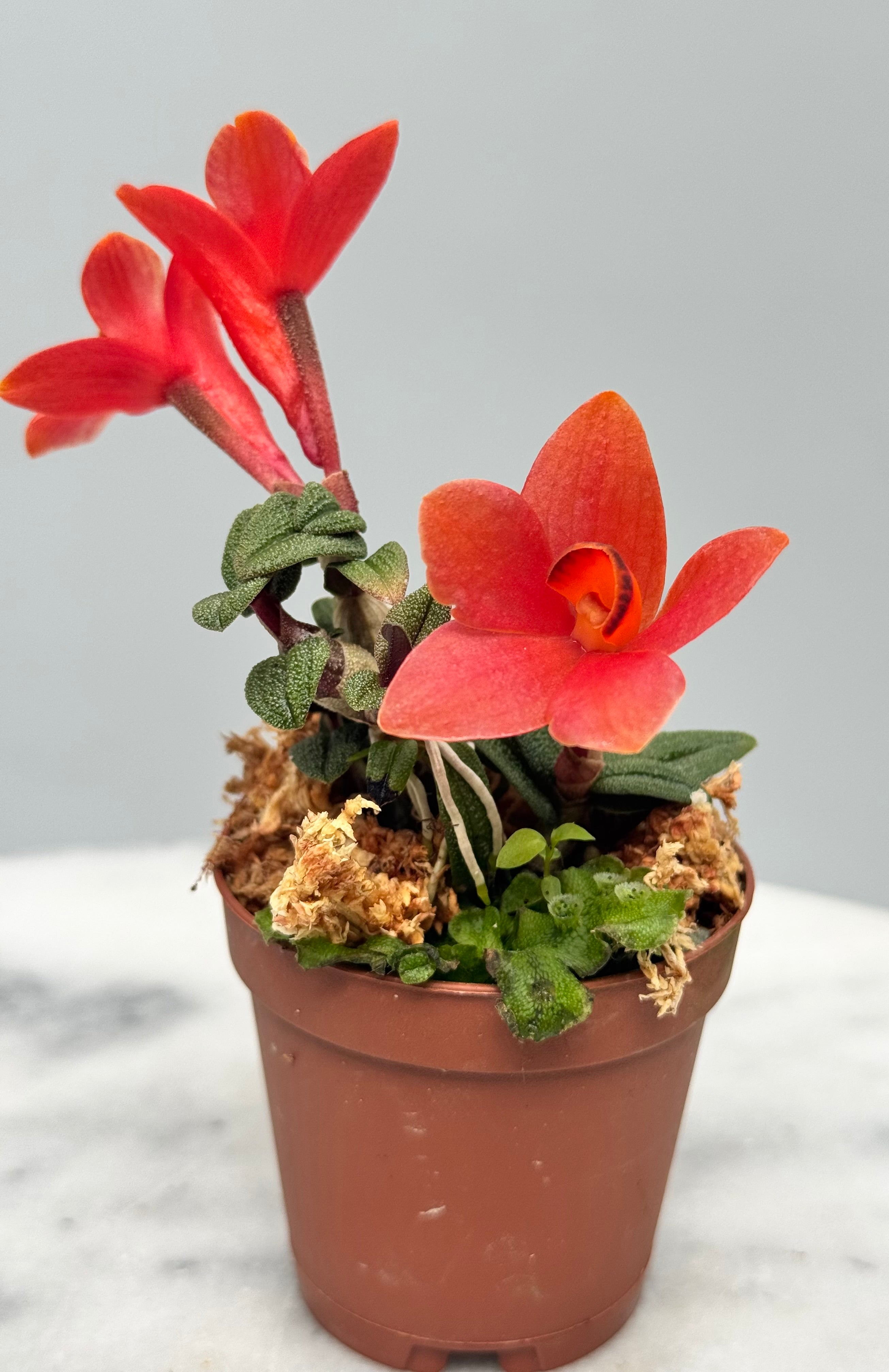 Dendrobium cuthbersonii 