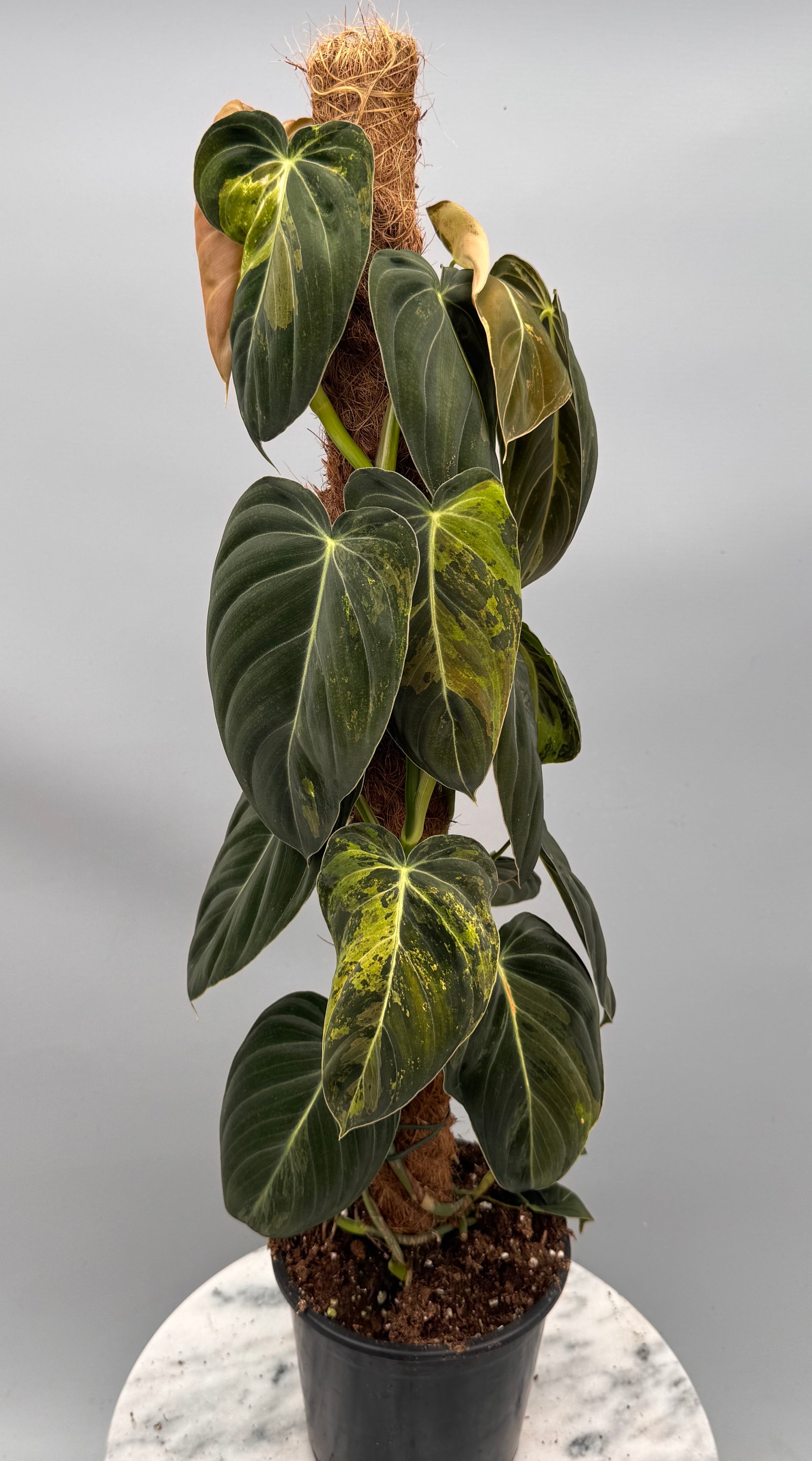 philodendron melanochrysum variegated Philodendron melanochrysum variegata "Big Plant" (3 in 1 pot)