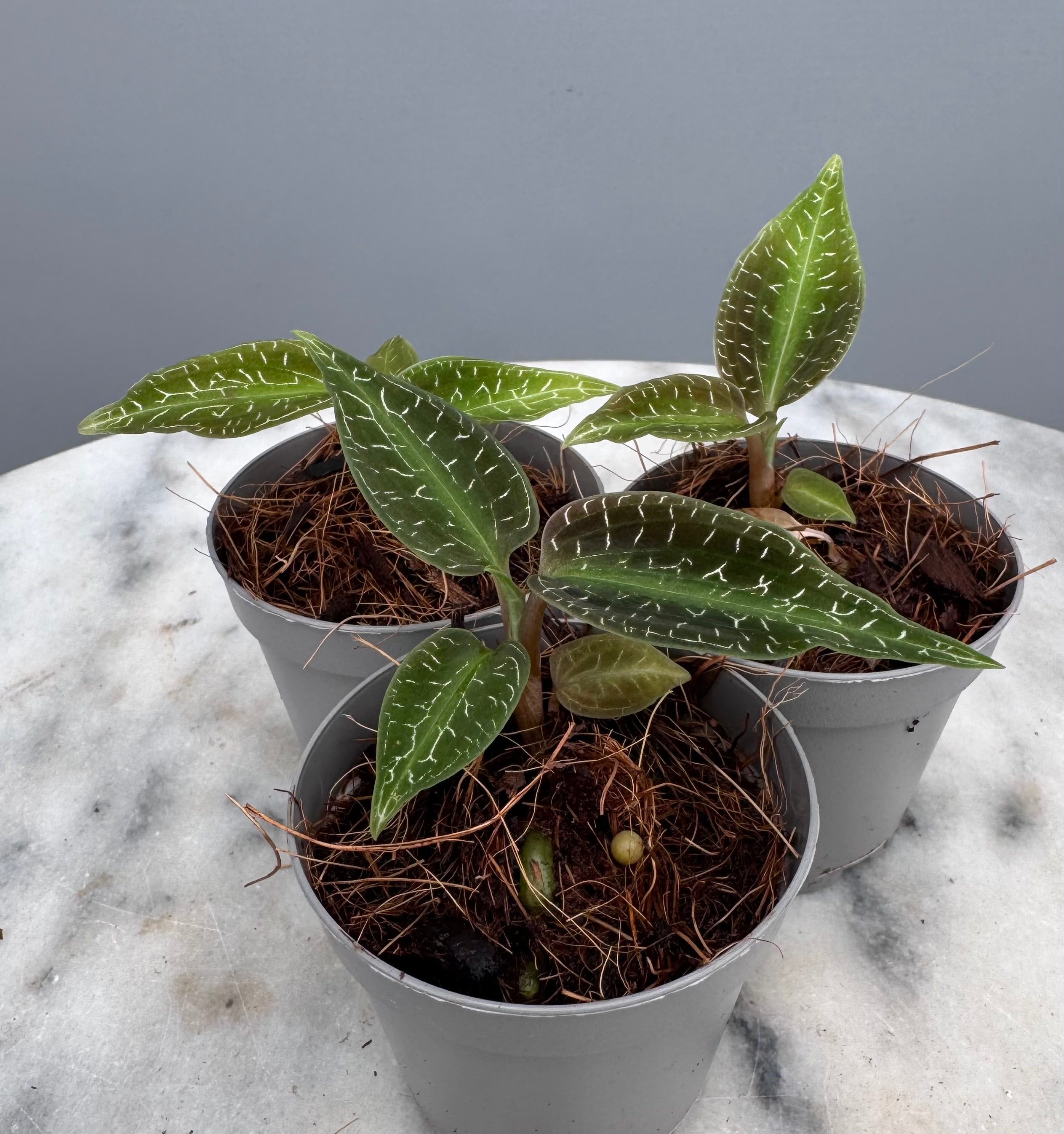 Goodyera malipoensis