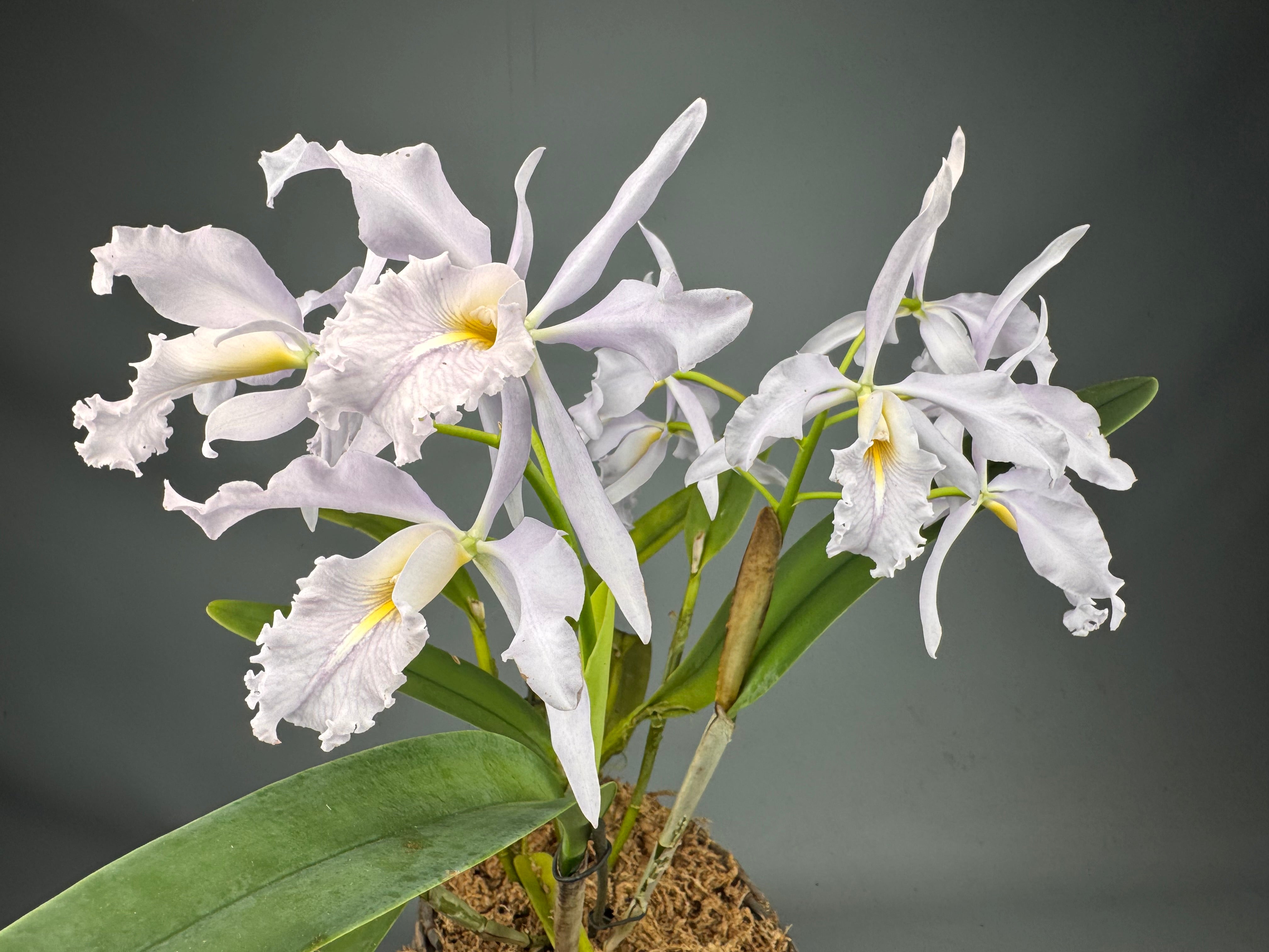 Cattleya maxima var. Coerulea (Big) Selection 1