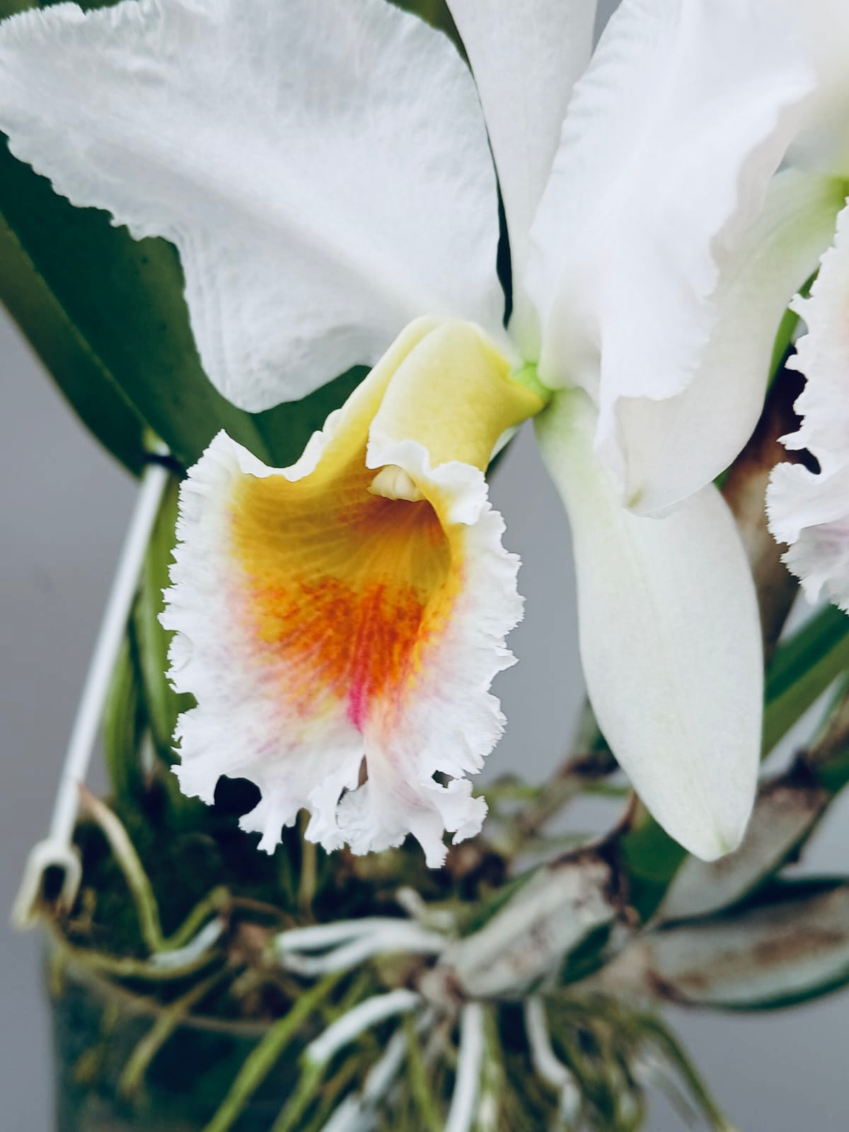 Cattleya percivaliana fma. semi-alba ‘Canaima's Guava’