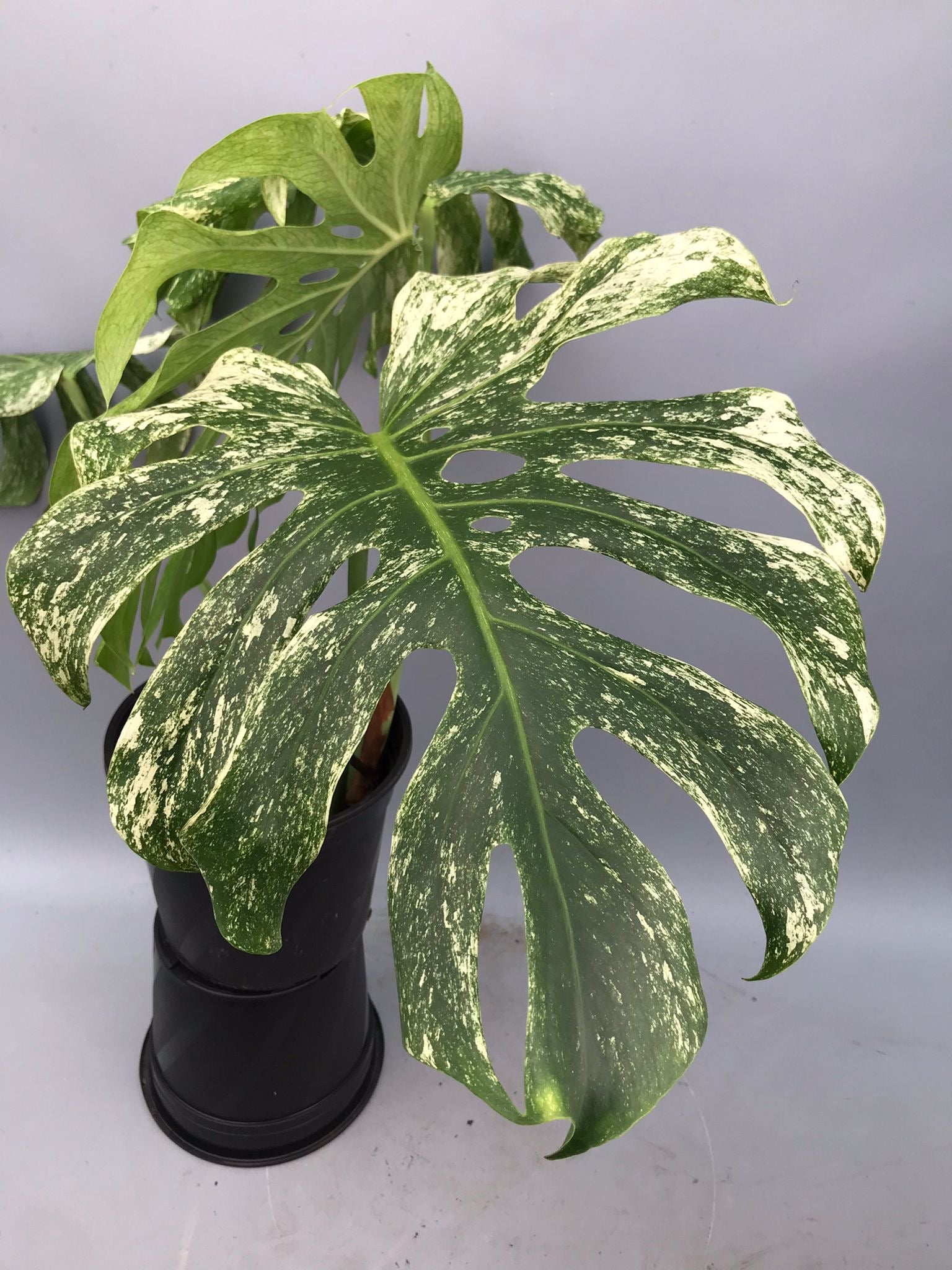 Monstera Full Mint deliciosa borsigiana Variegata