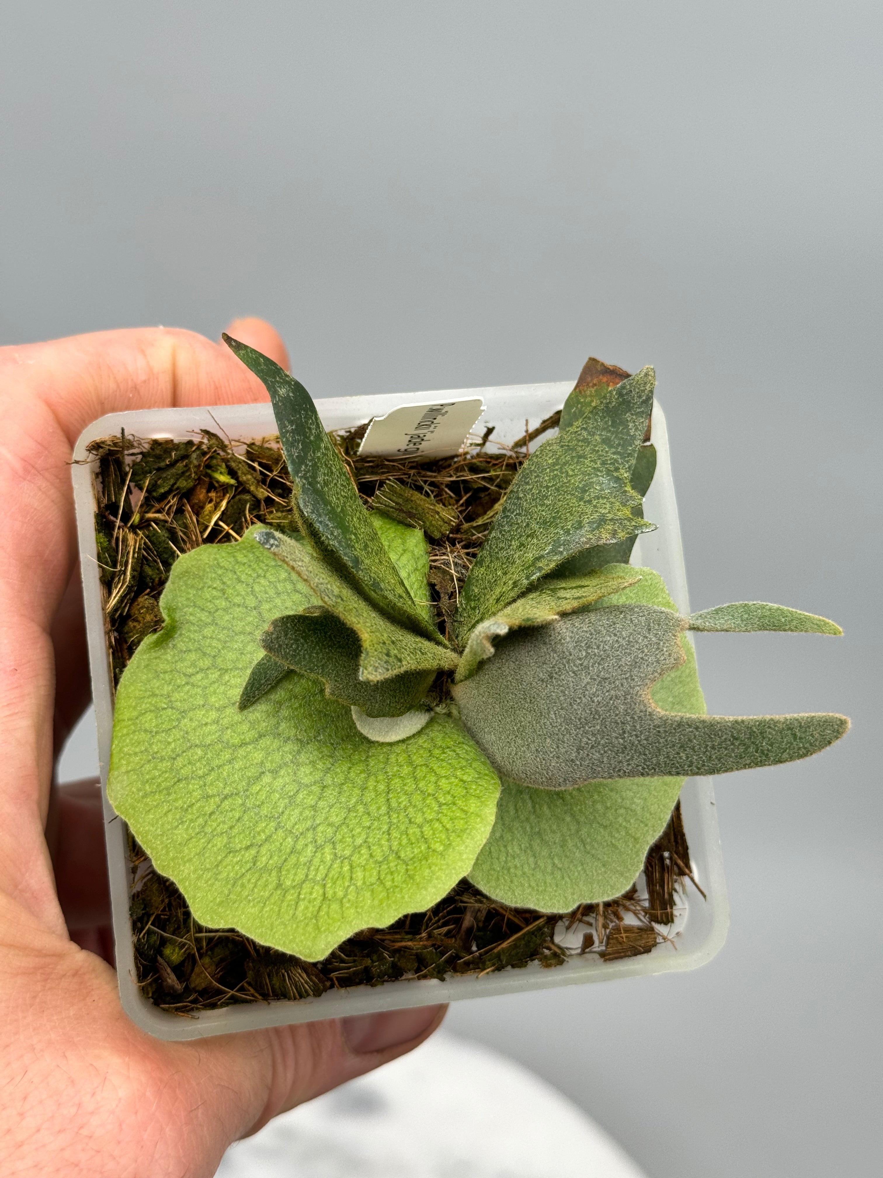 Platycerium willinckii 'Jade Girl' Sporeling '#2' - Plantae