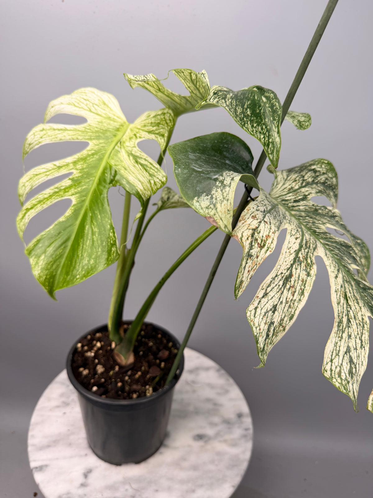 Monstera ‘Devil Monster’ Nr 2