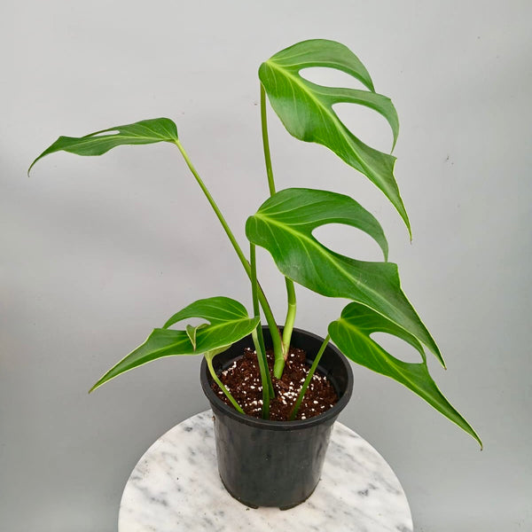 BD131FF5-0F52-47F7-B54D-