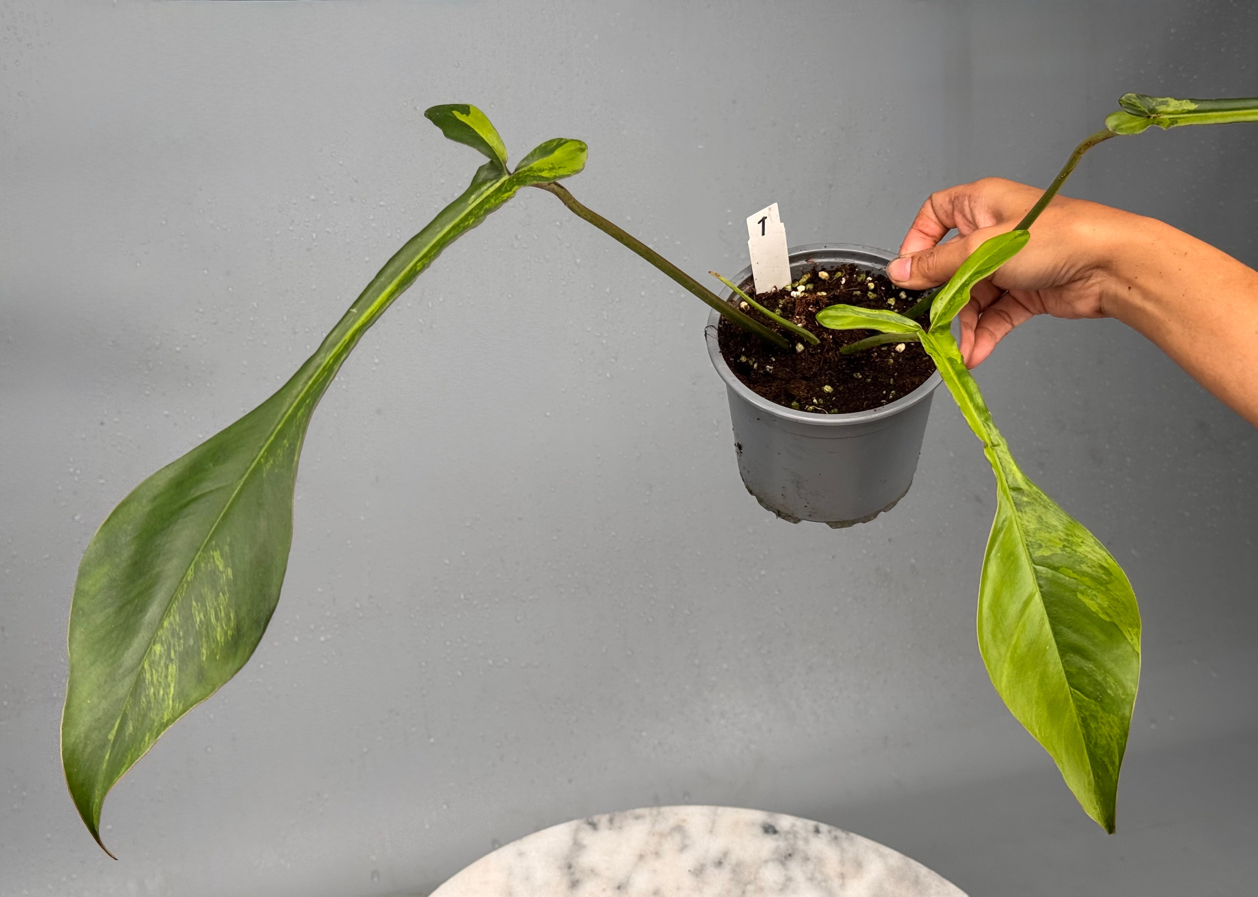 Philodendron joepii variegated (Nr 1)