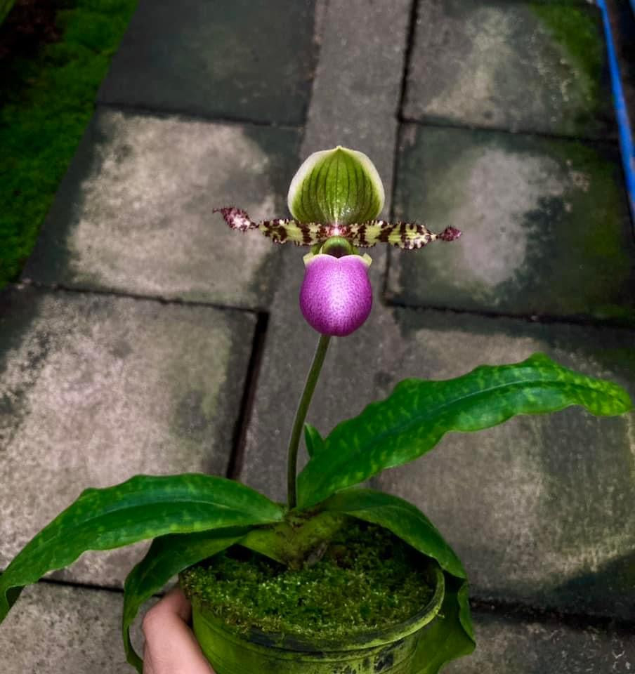 Paphiopedilum moquetteanum