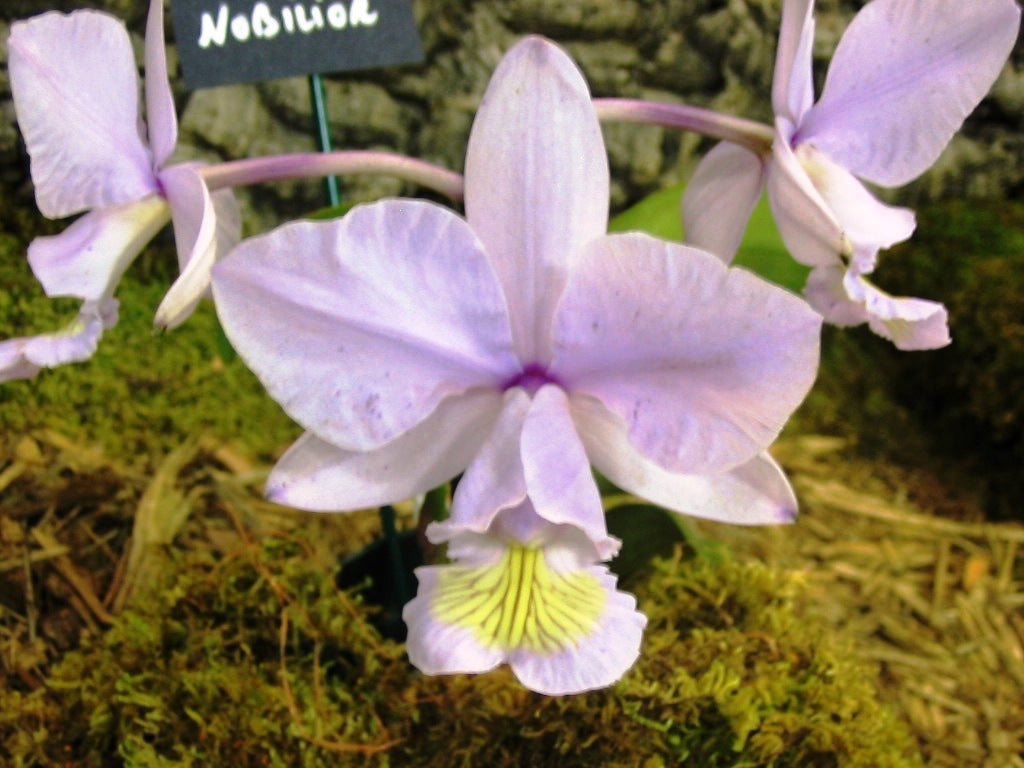 Cattleya nobilior var. amaliae (Small Adult Stage Plant)