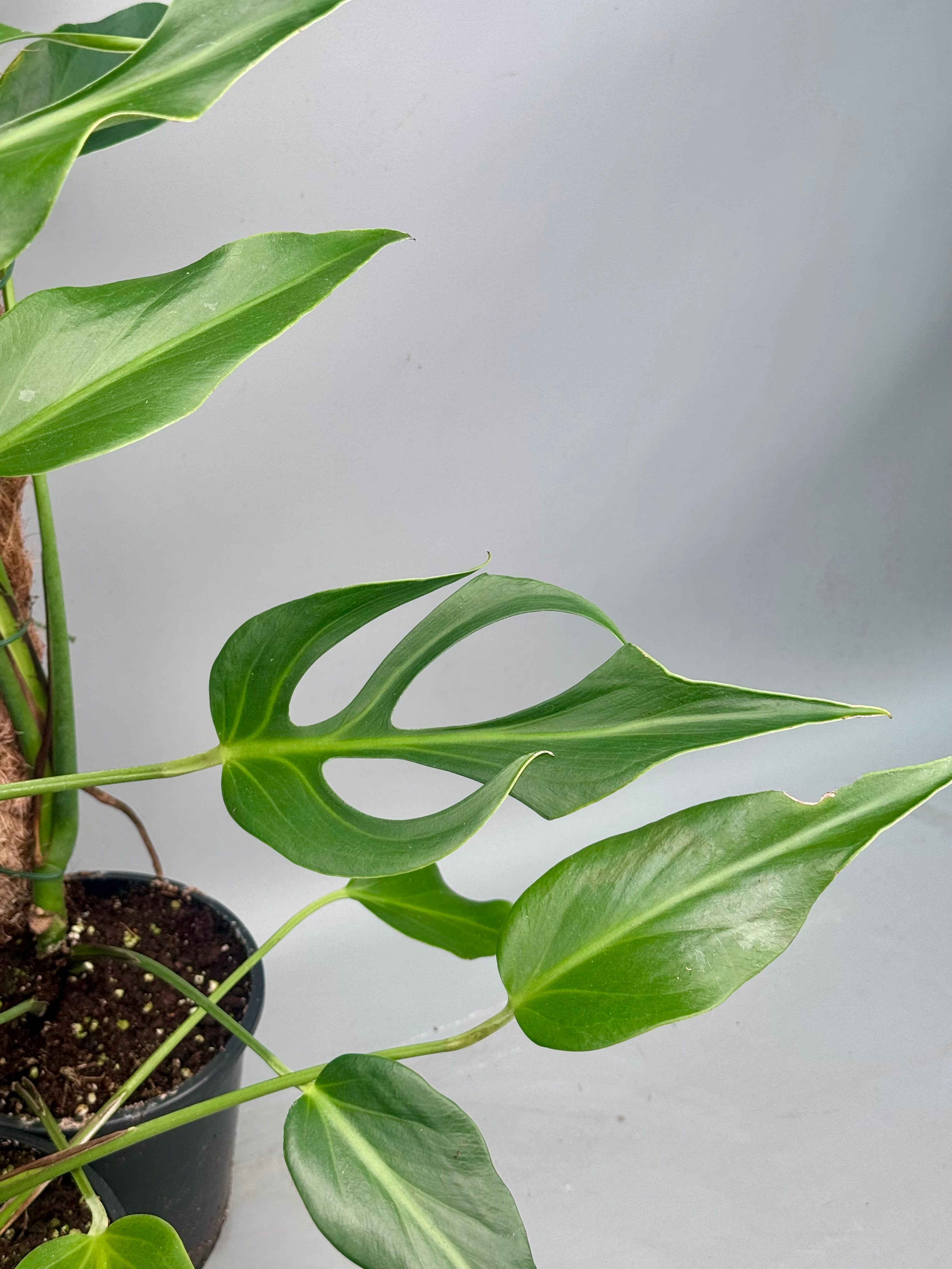 Monstera 'Burle Marx Flame' XL  (4-5 Big Leaves)