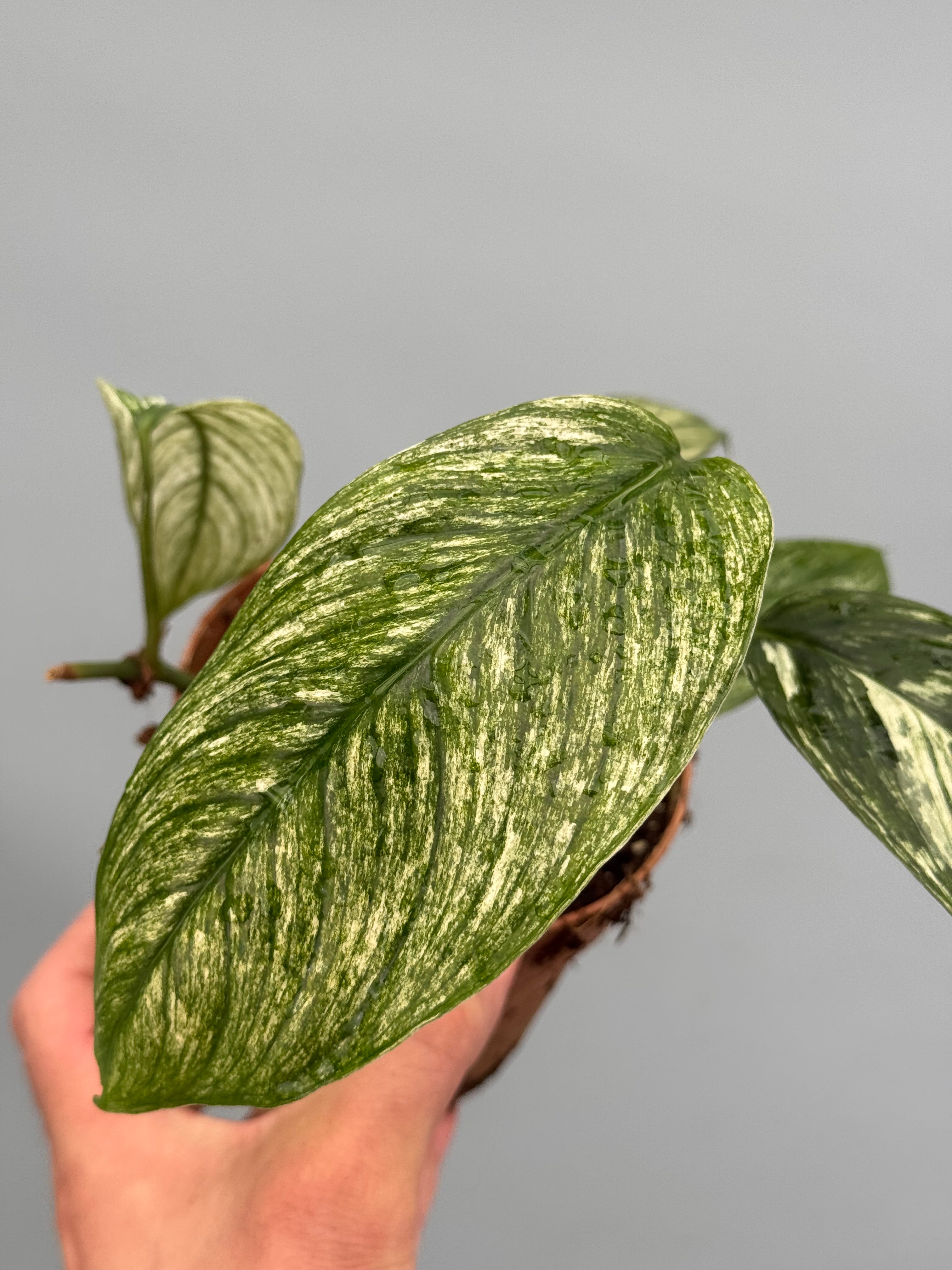 Scindapsus curanii “ Vangiego”