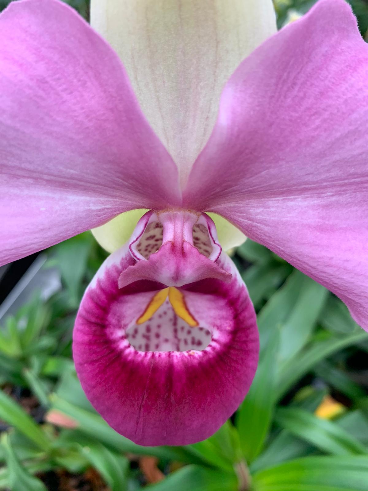 Phragmipedium kovachii (Big Plant)