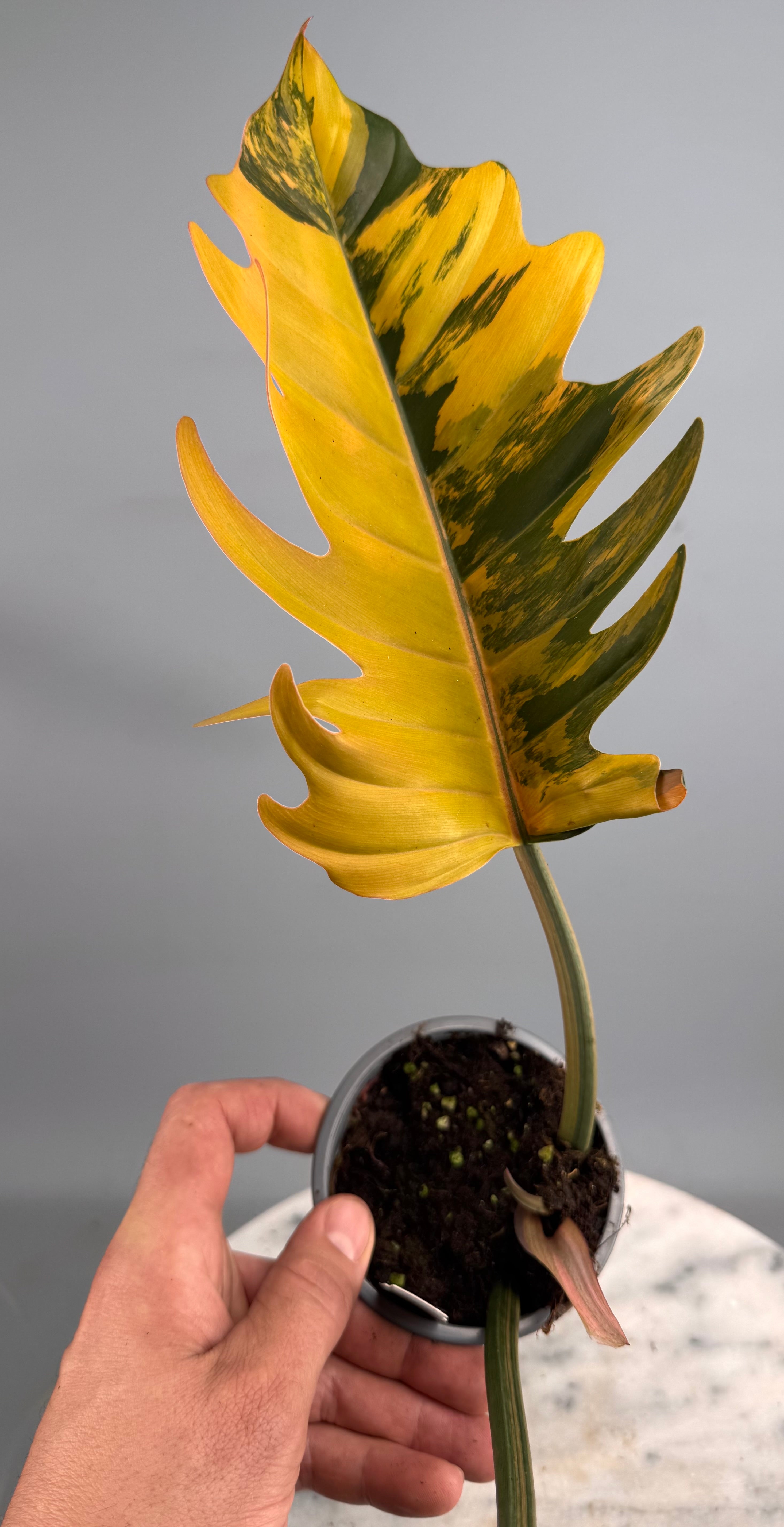 Philodendron Caramel Marble nr 2