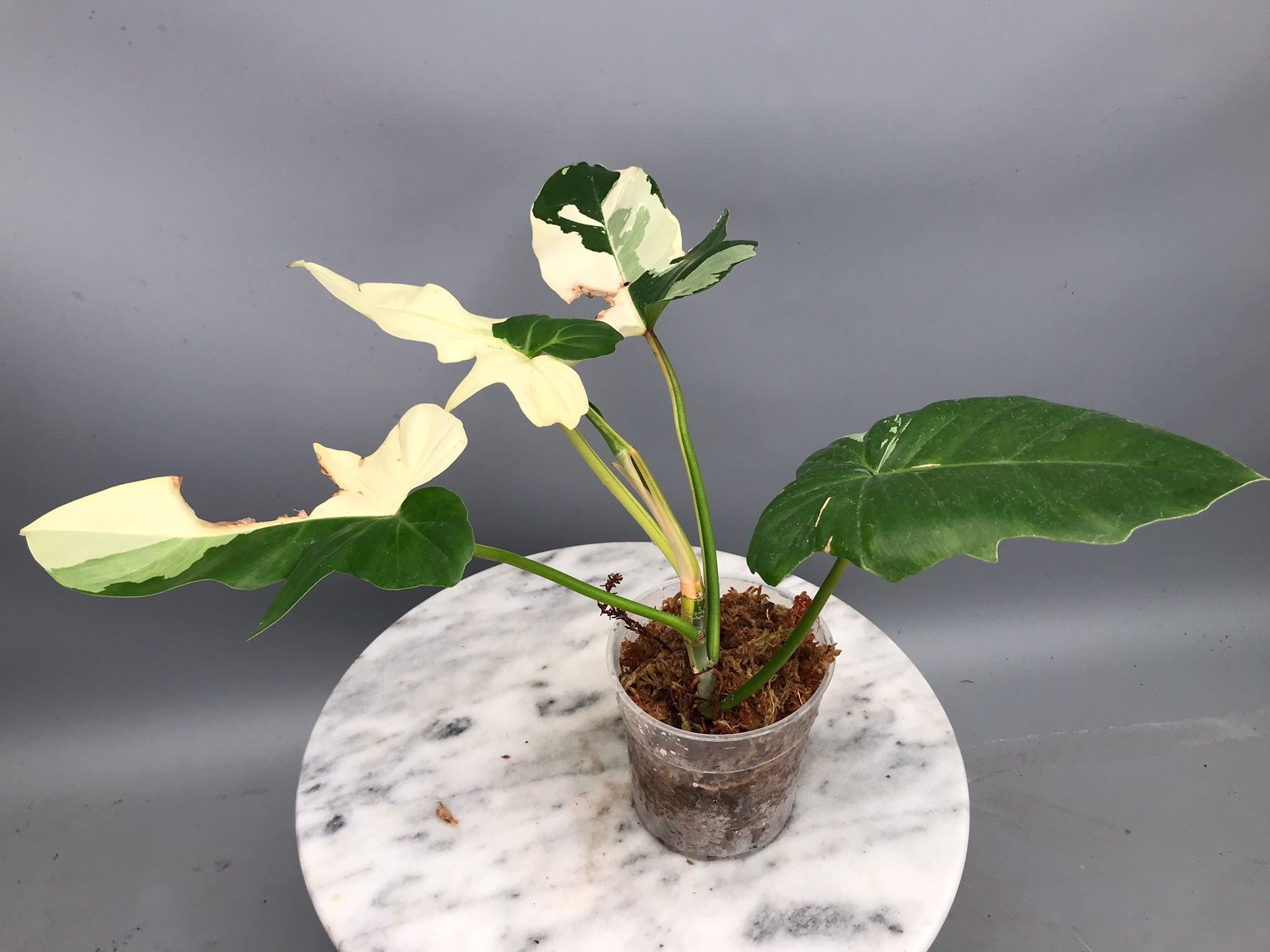 philodendron golden dragon variegated price Philodendron Golden Dragon variegated albo