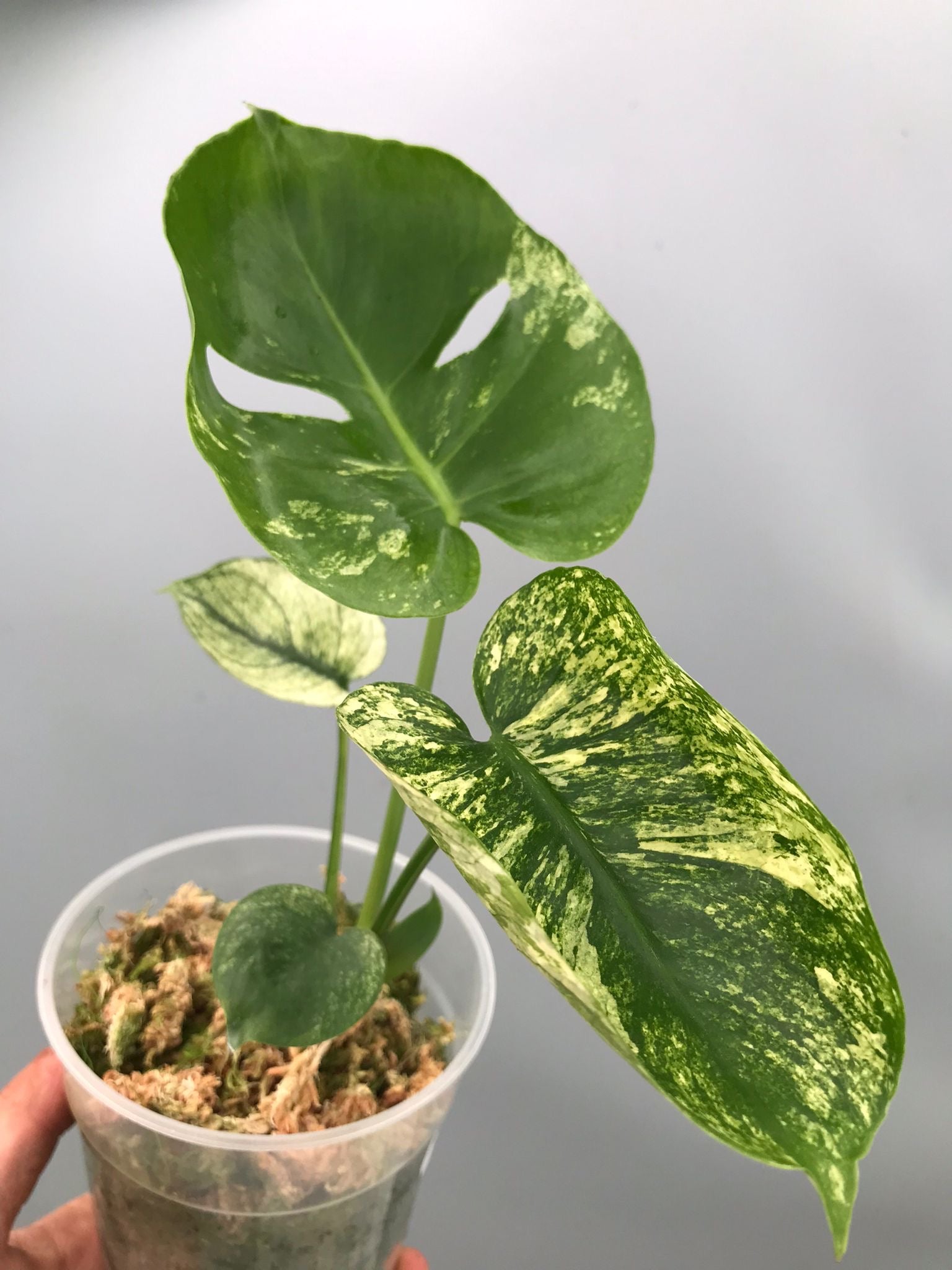Monstera Siam Mint nr 1