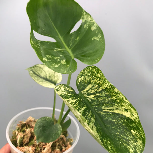 Q952 Monstera Thai Mintモンステラ・タイ・ミント Q952 Monstera Thai Mintモンステラ・タイ・ミント Monstera deliciosa
