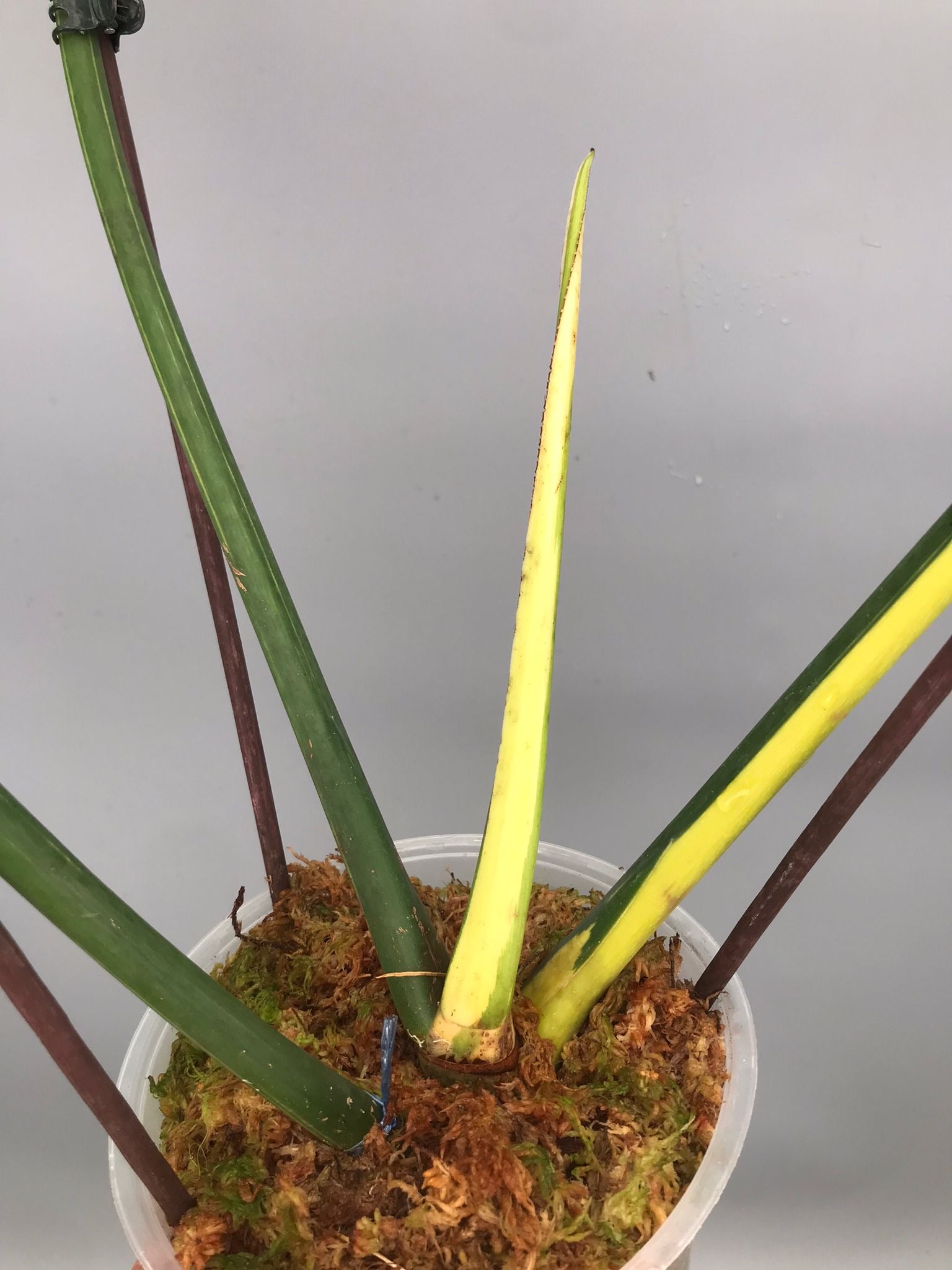 Philodendron Golden Dragon variegated albo (Nr 2)