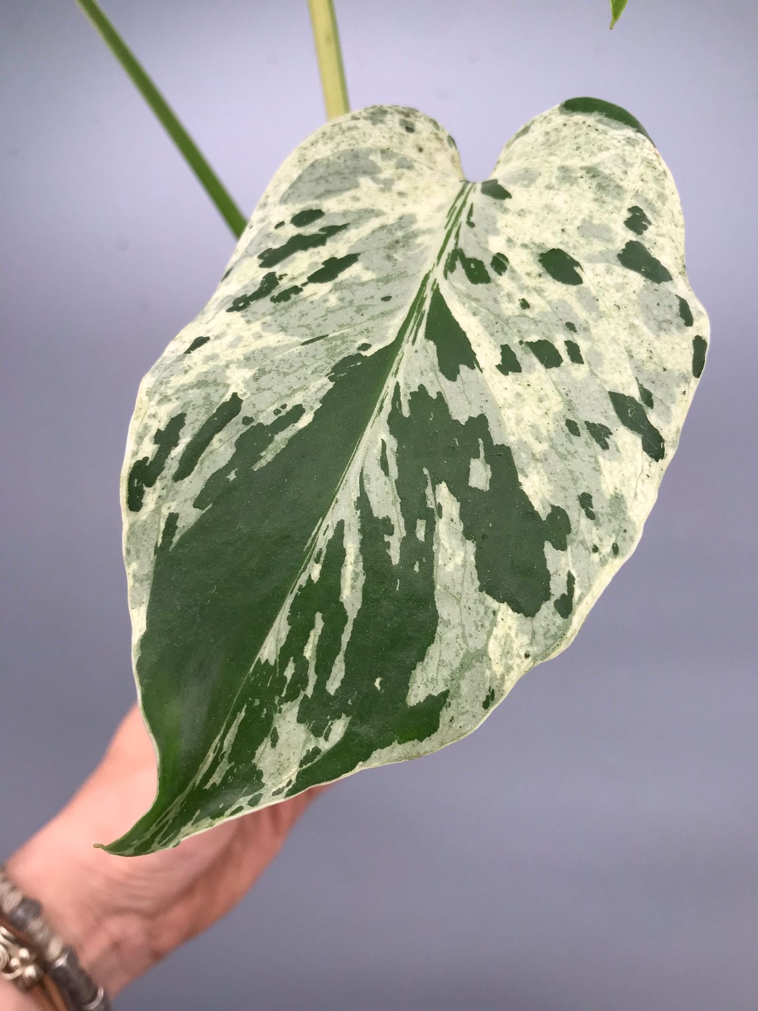 Monstera bulbasaur