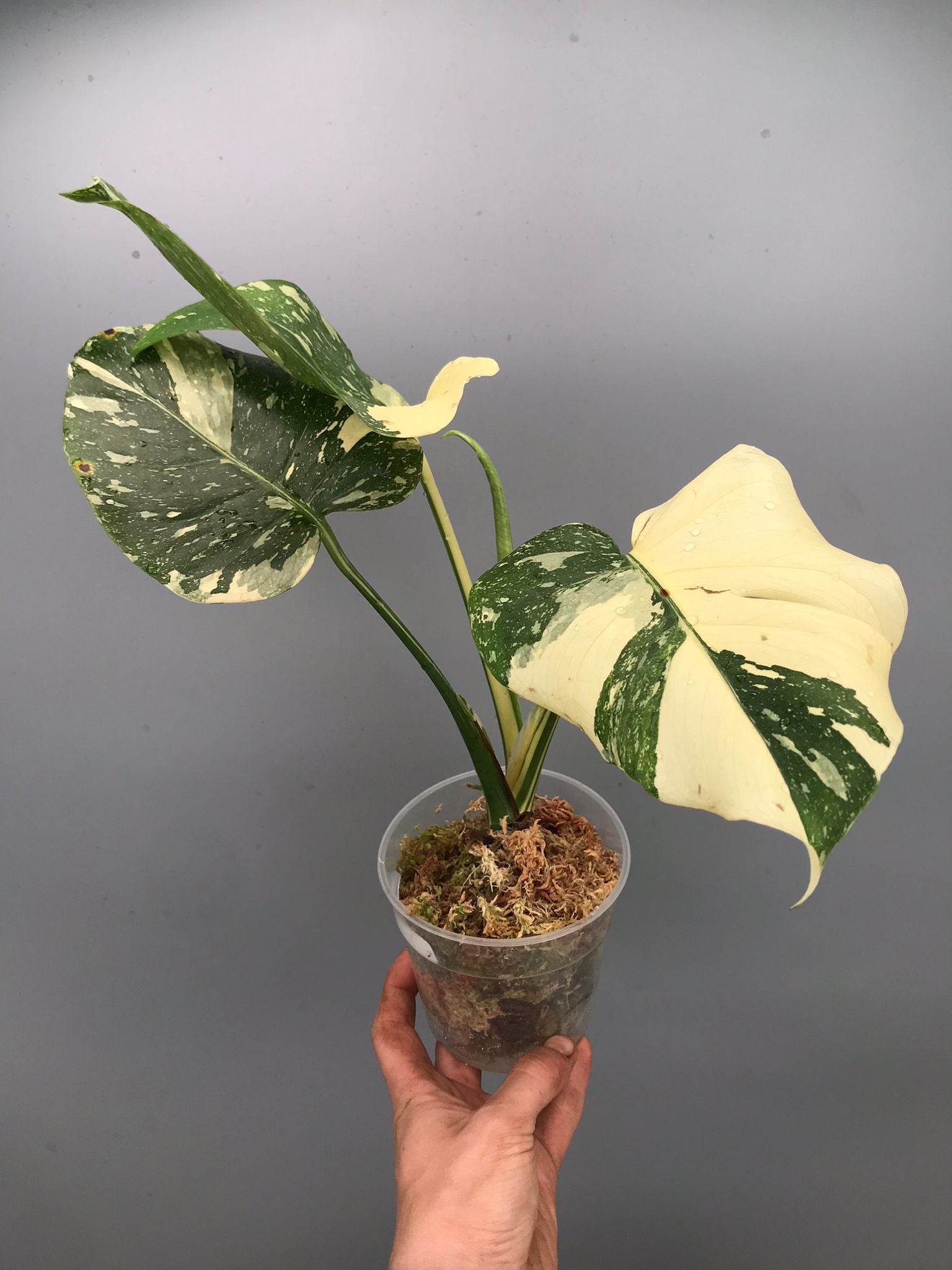 Monstera White snow  nr 2