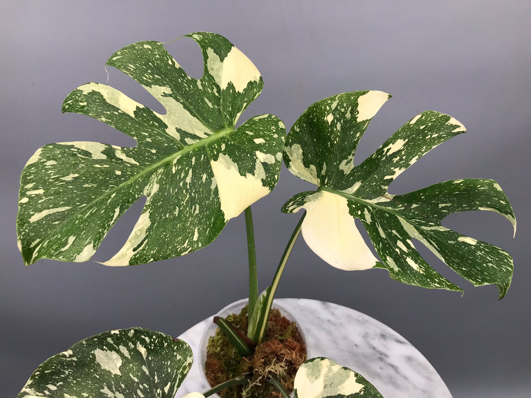 Monstera White snow  nr 1